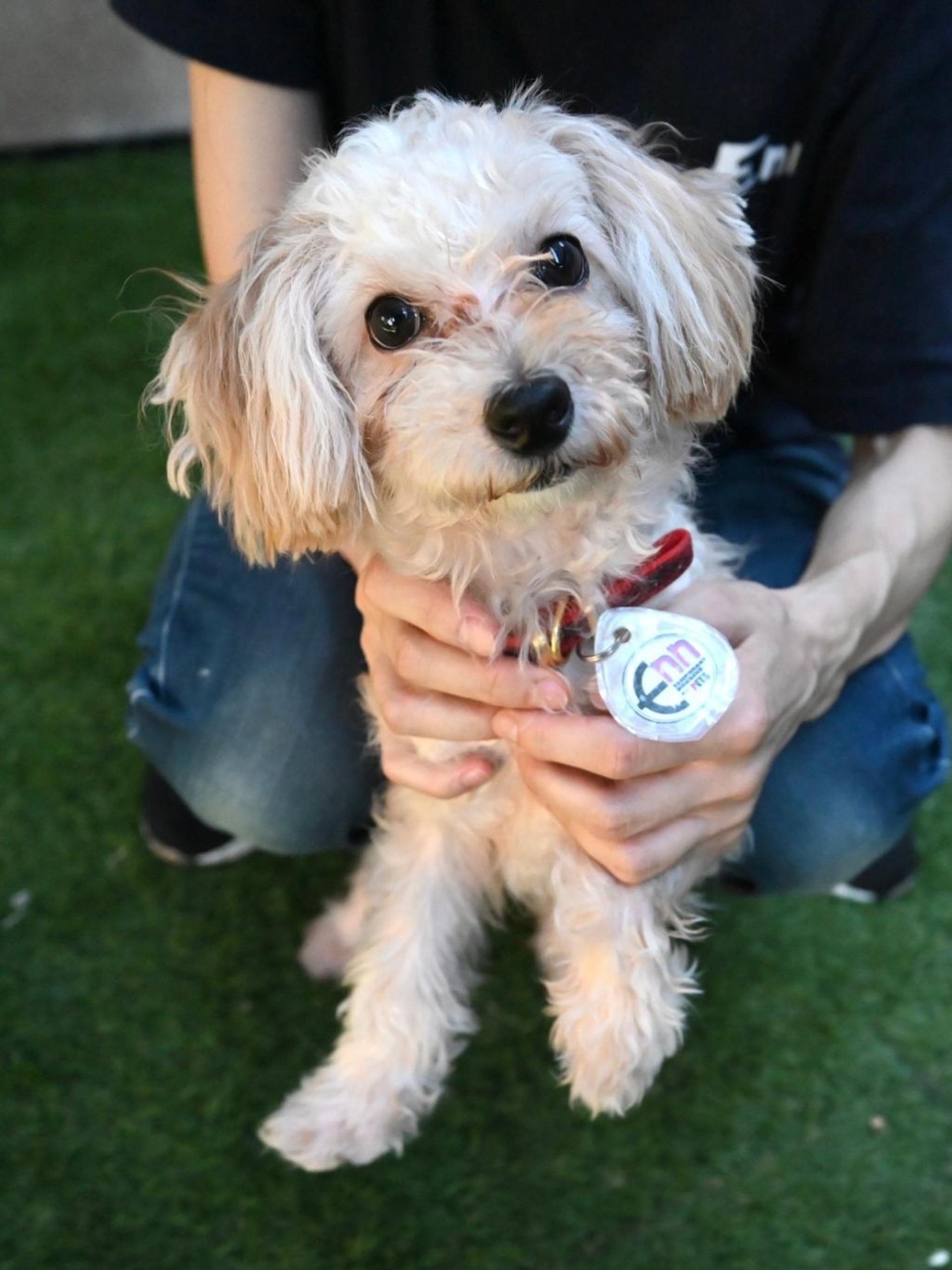 pet-image-2