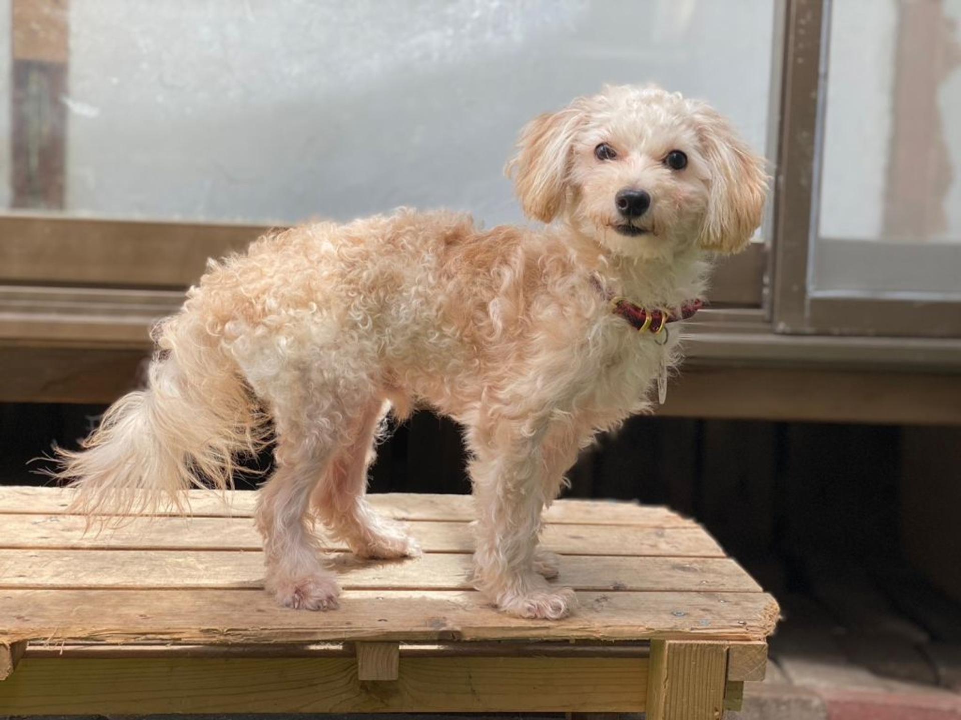 pet-image-8
