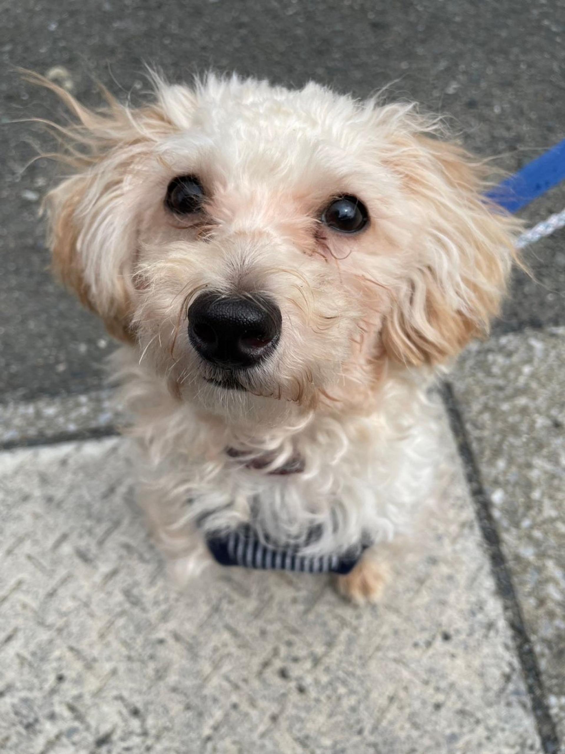 pet-image-9