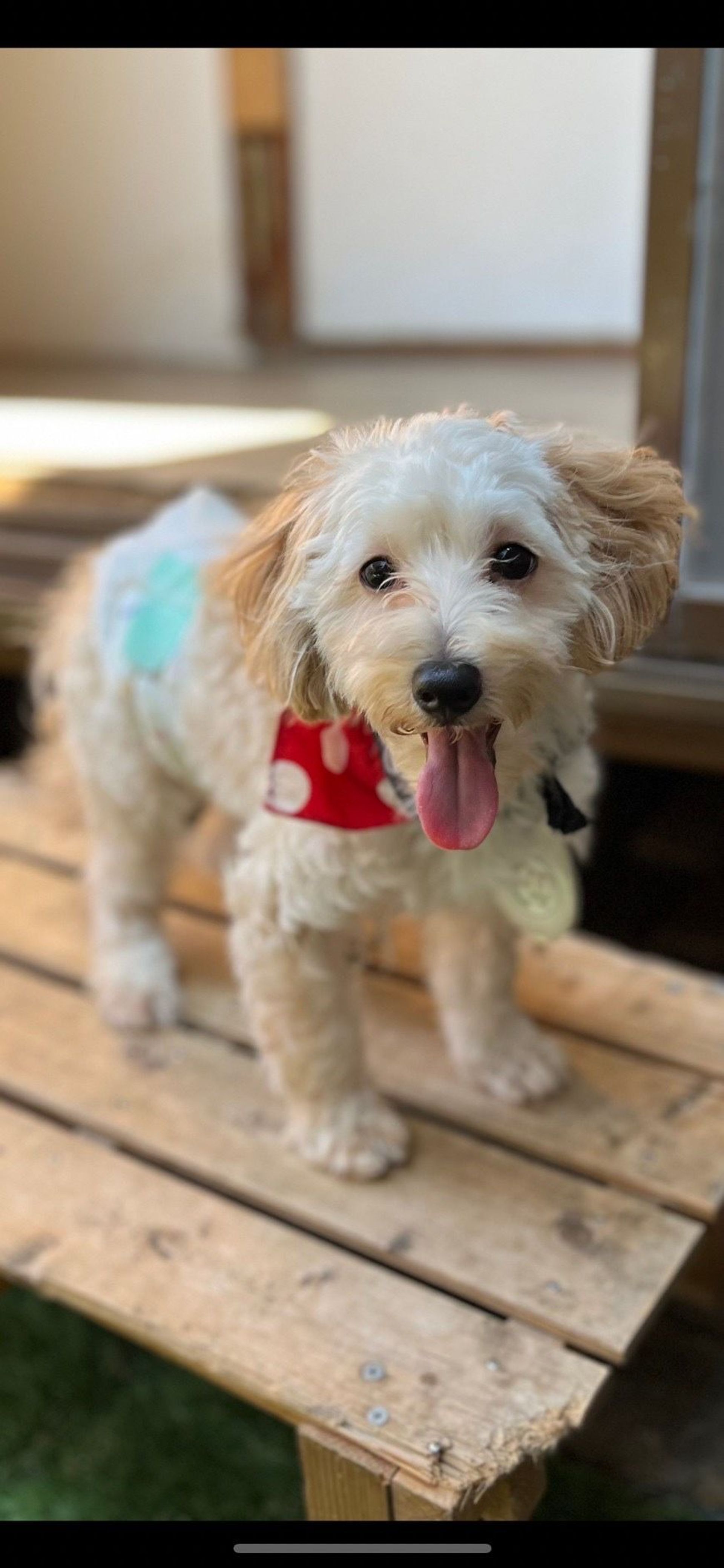 雑種（ミックス犬）・オスの里親募集の写真
