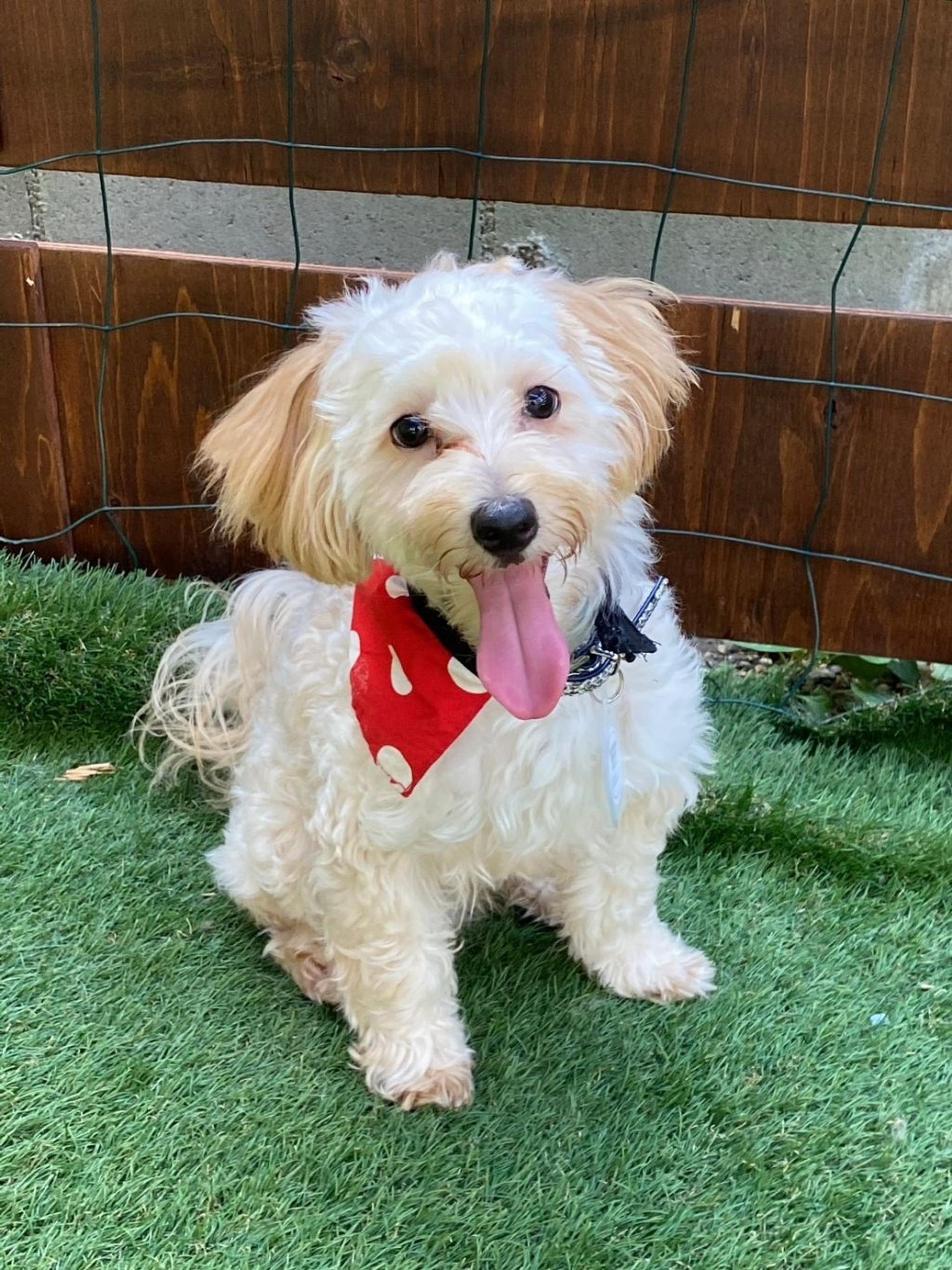 pet-image-2