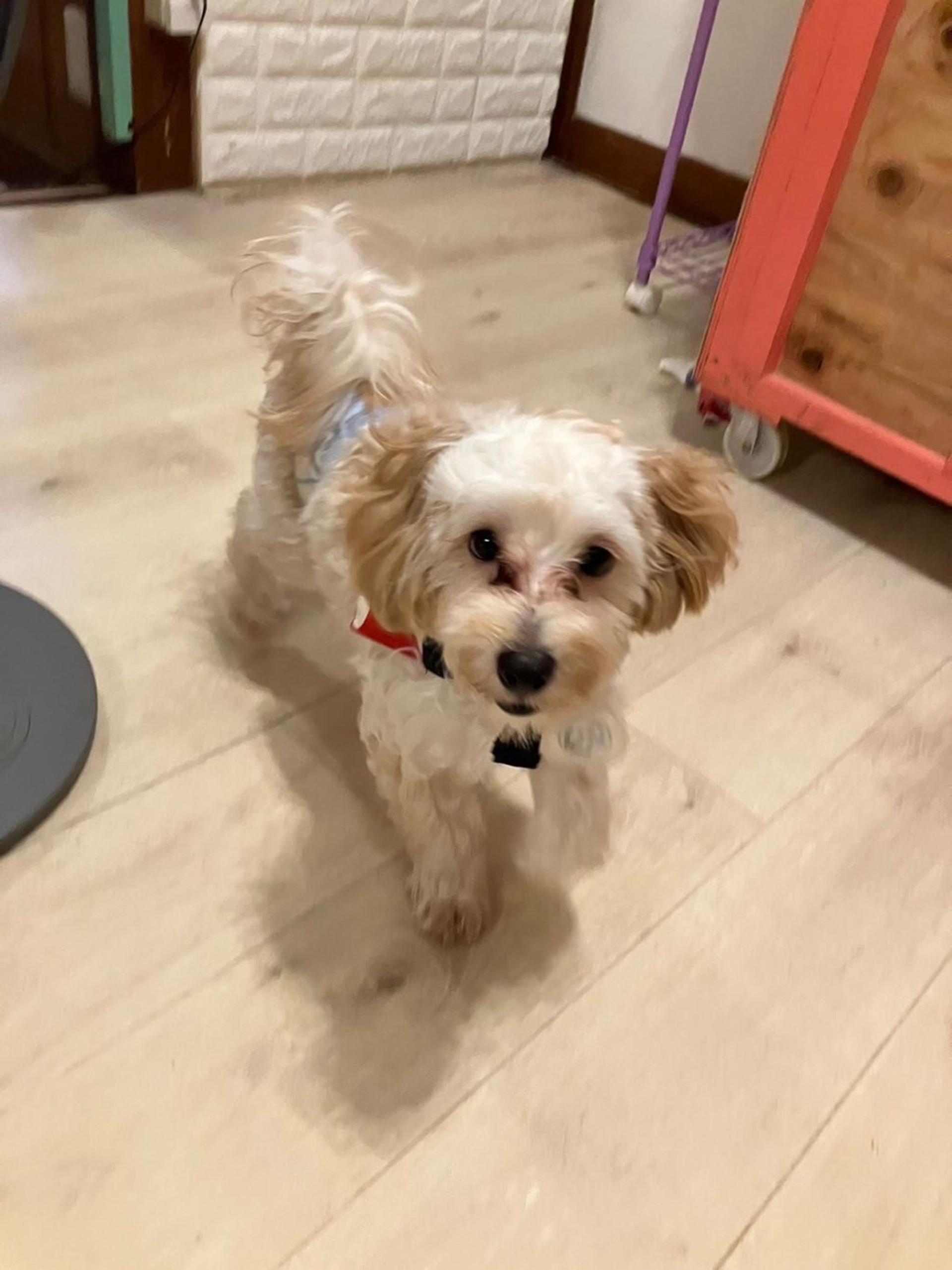 pet-image-7