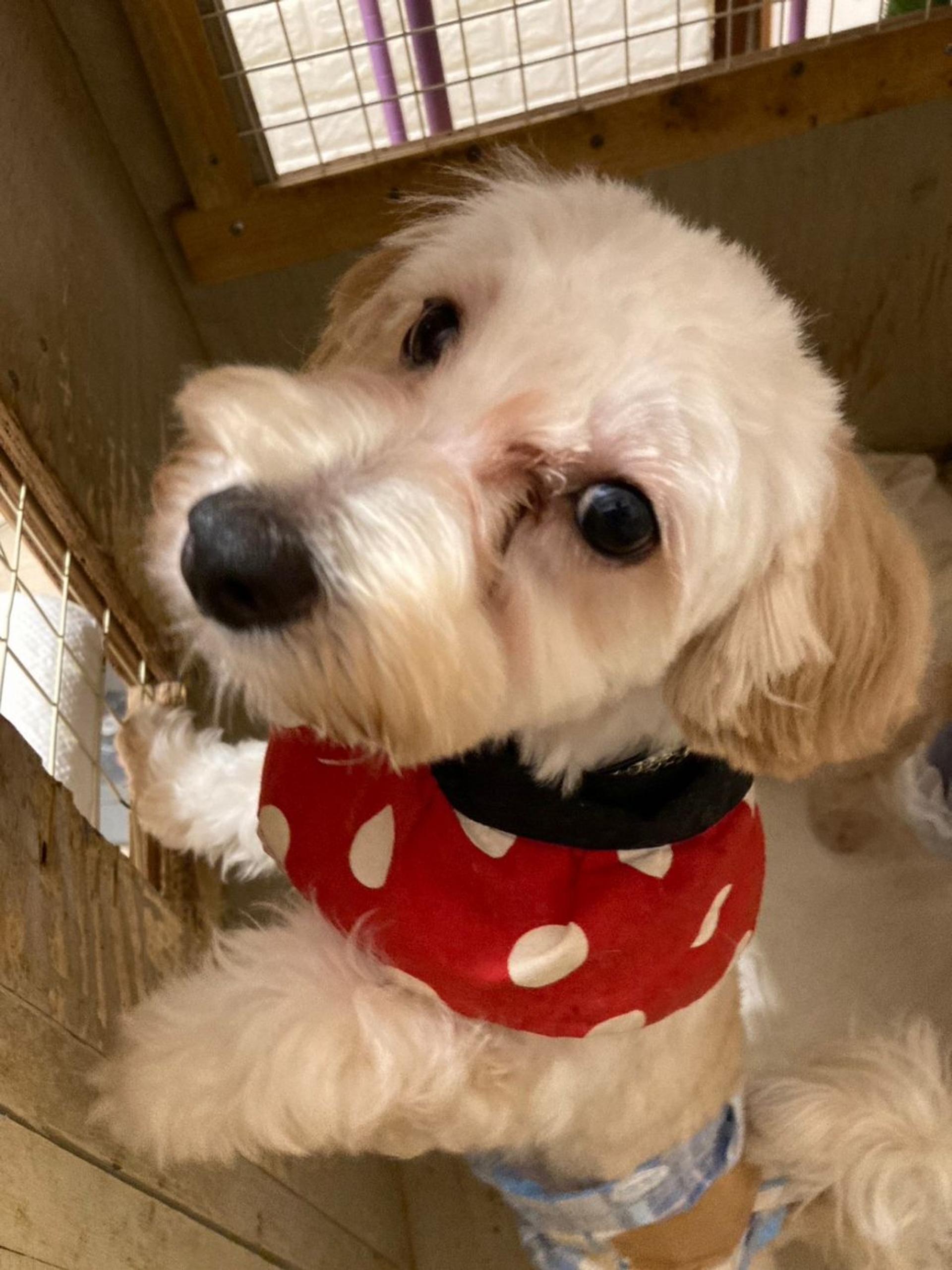 pet-image-8