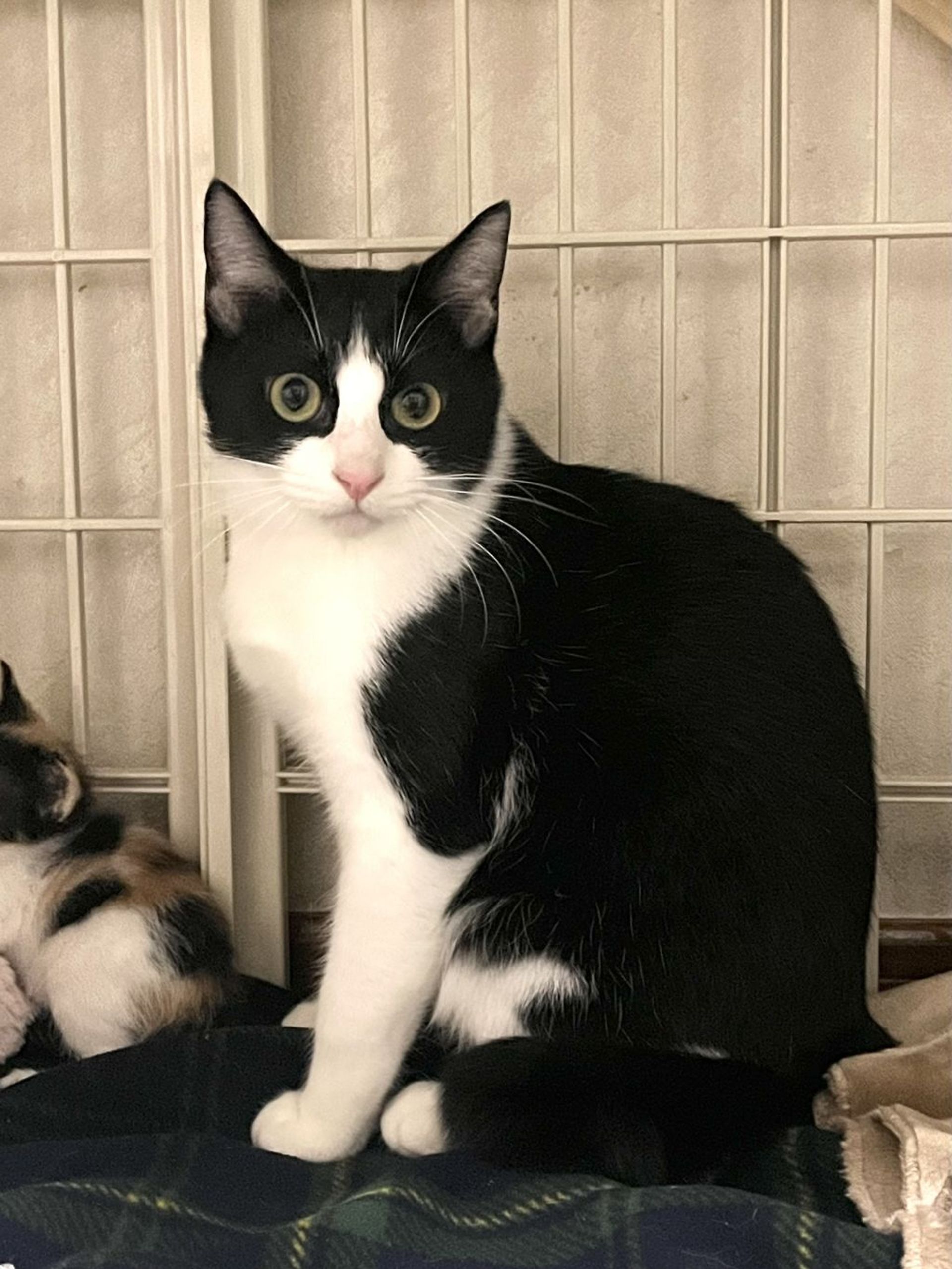 雑種（ミックス猫）・オスの里親募集の写真