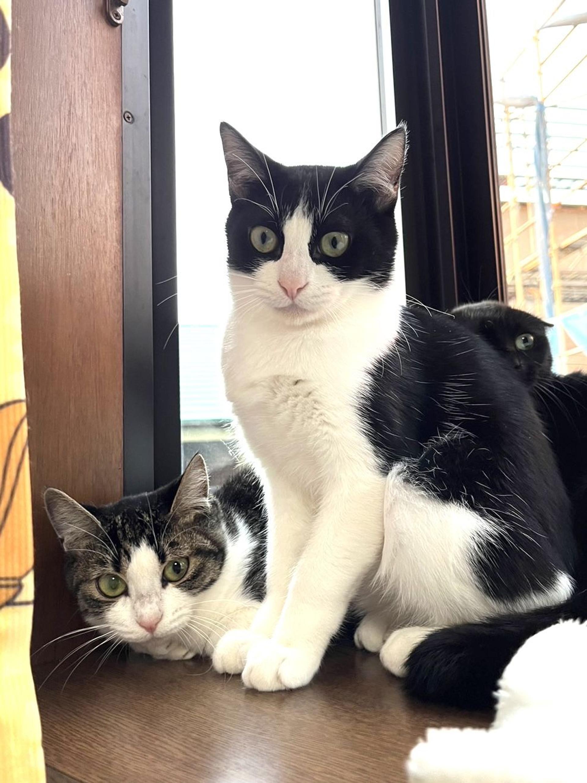 pet-image-2