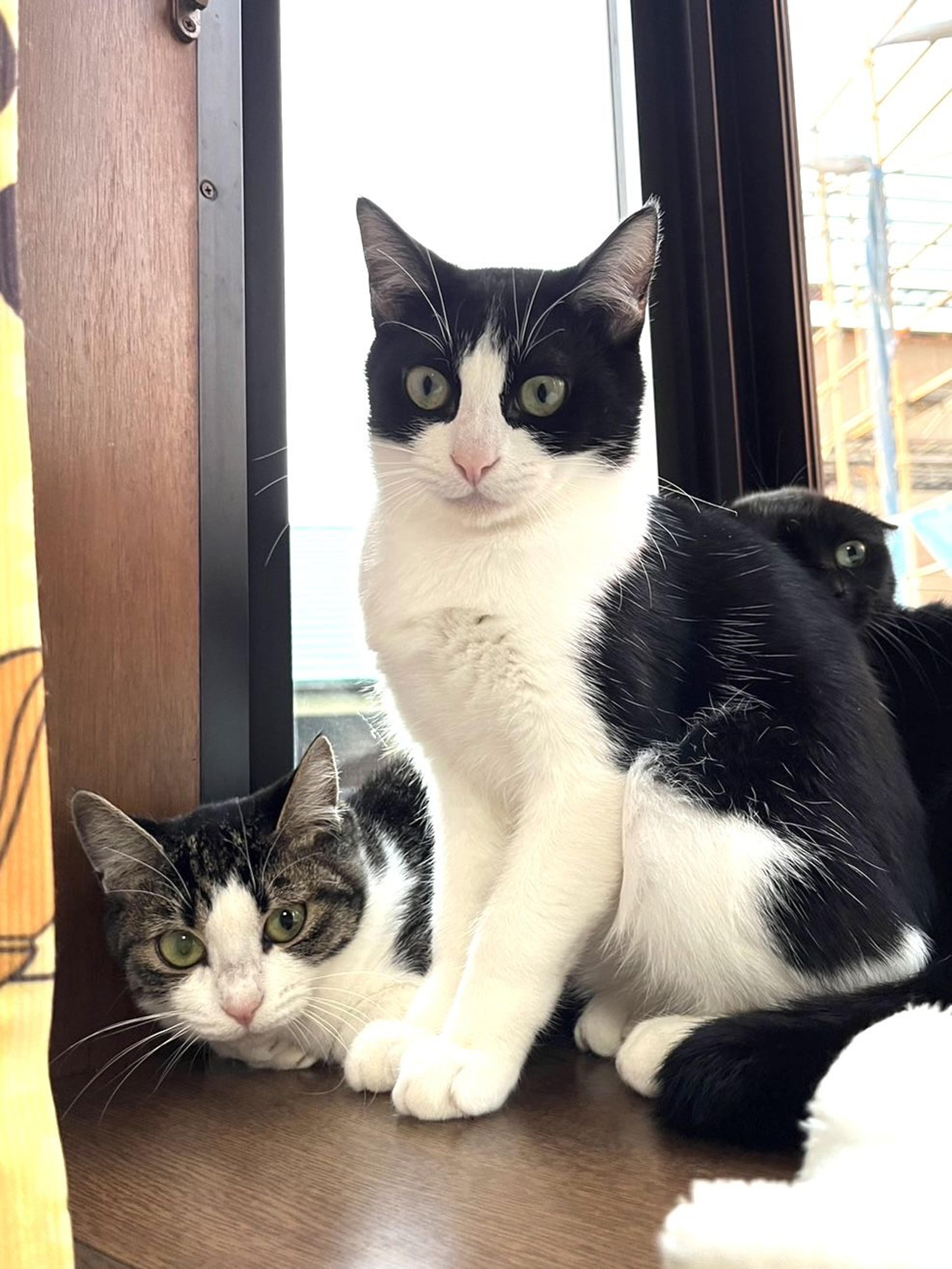 pet-image-2
