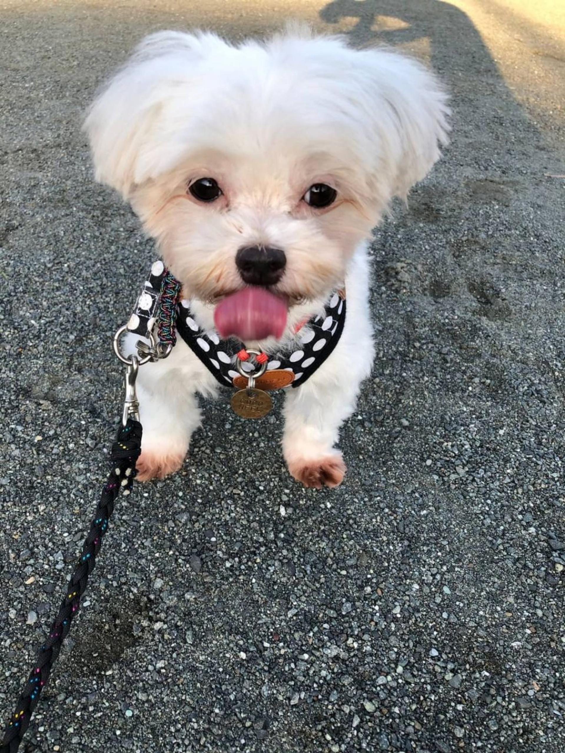 pet-image-3
