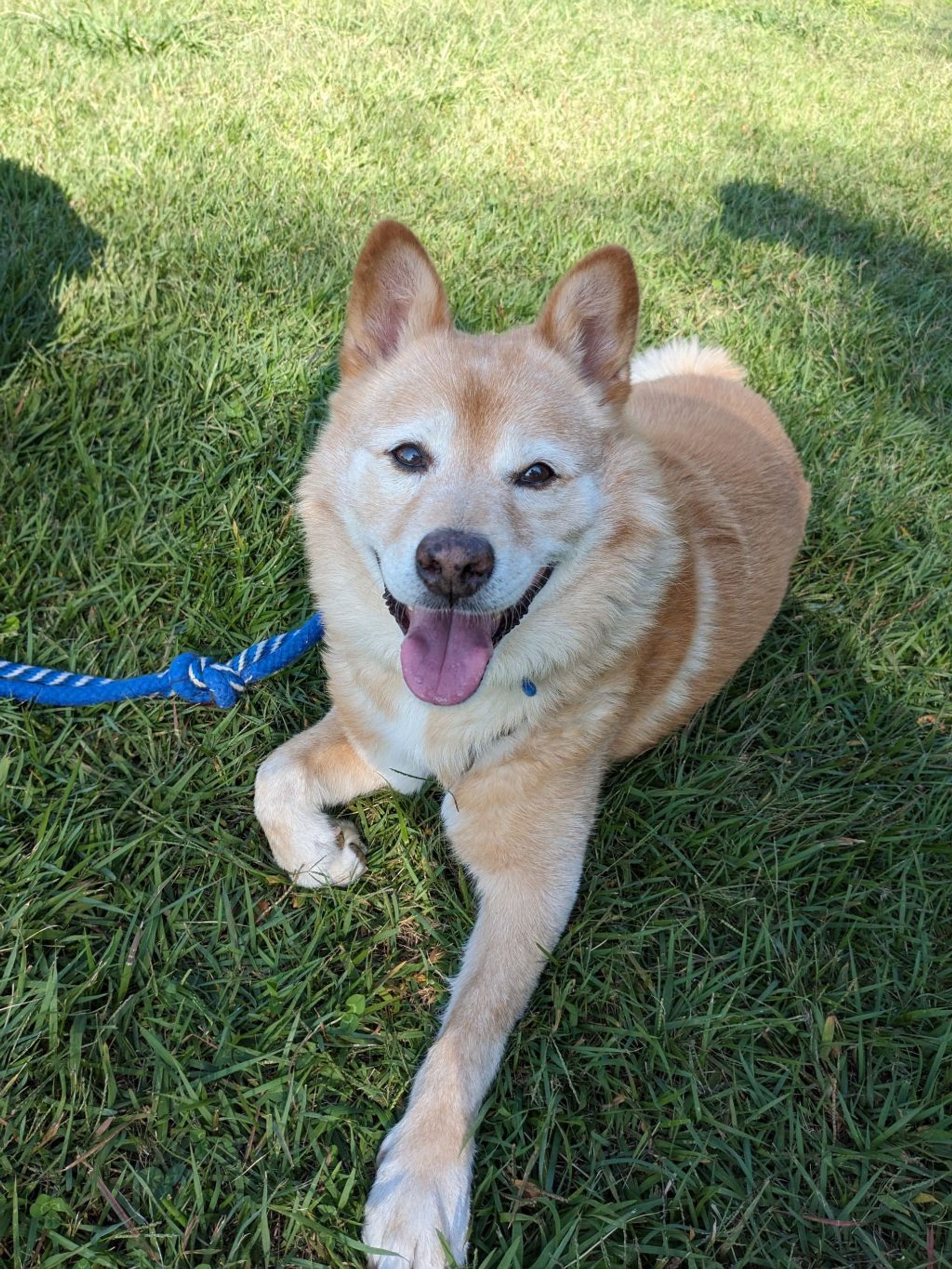 雑種（ミックス犬）・オスの里親募集の写真