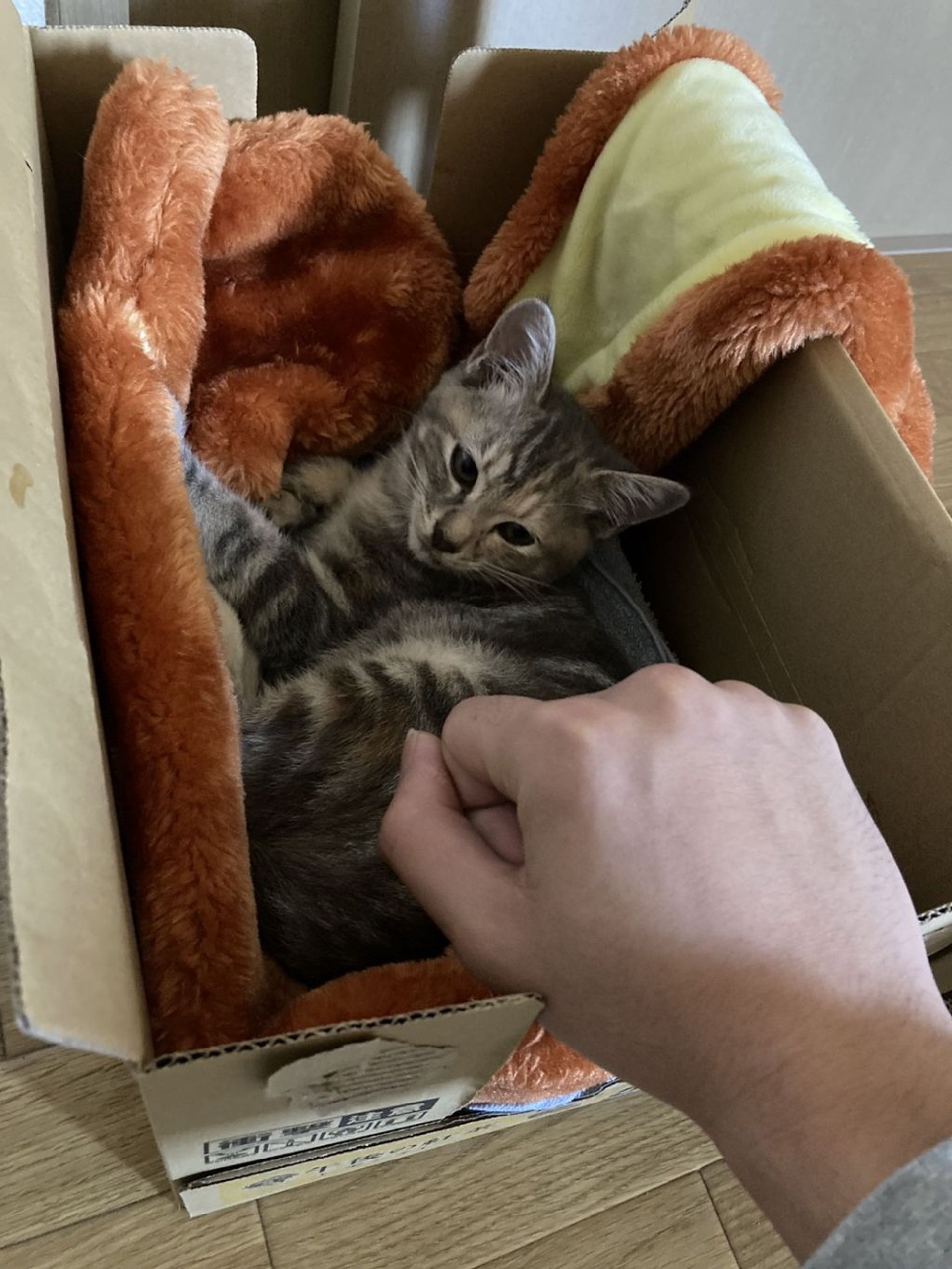 雑種（ミックス猫）・メスの里親募集の写真
