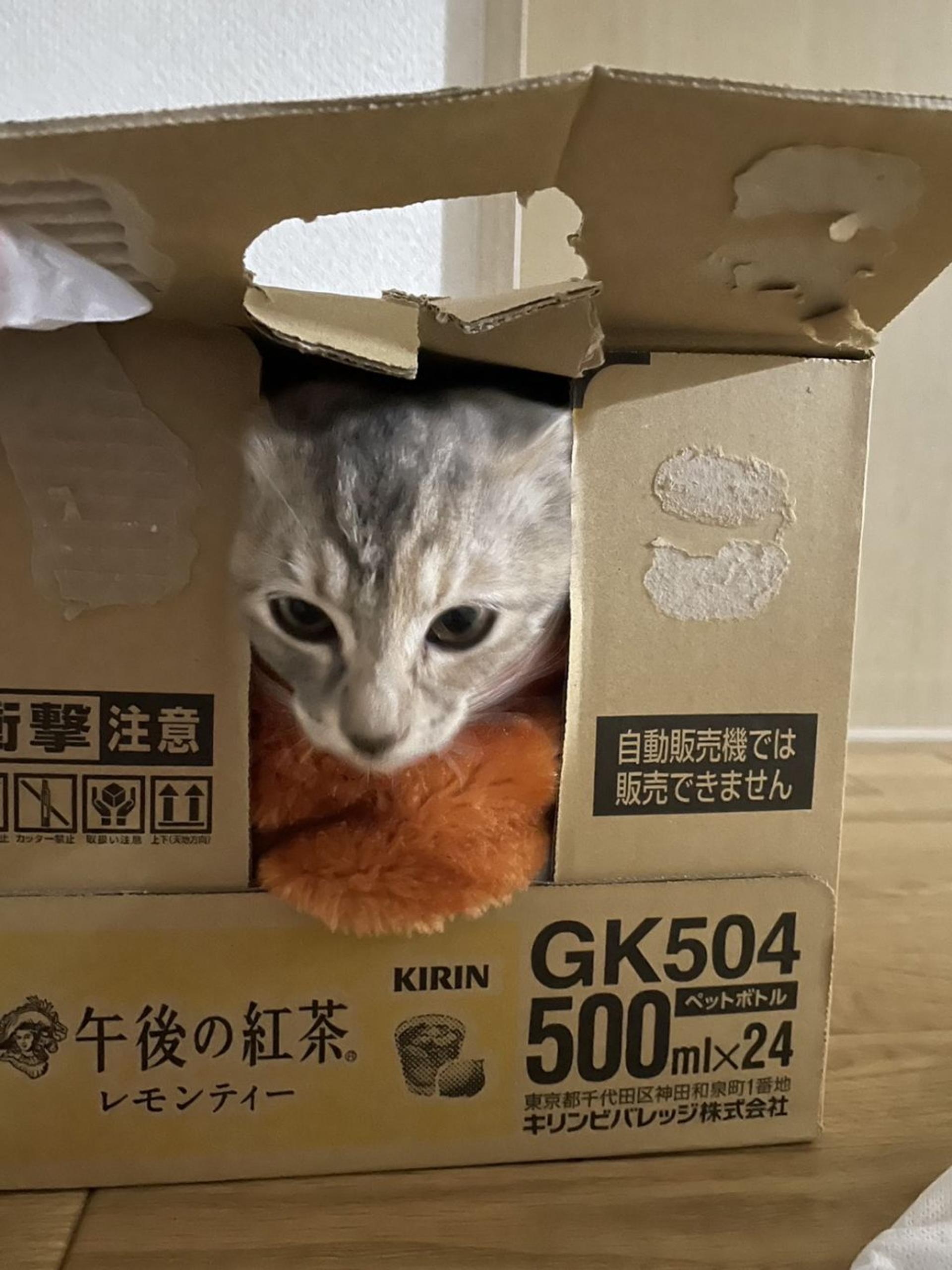 pet-image-3