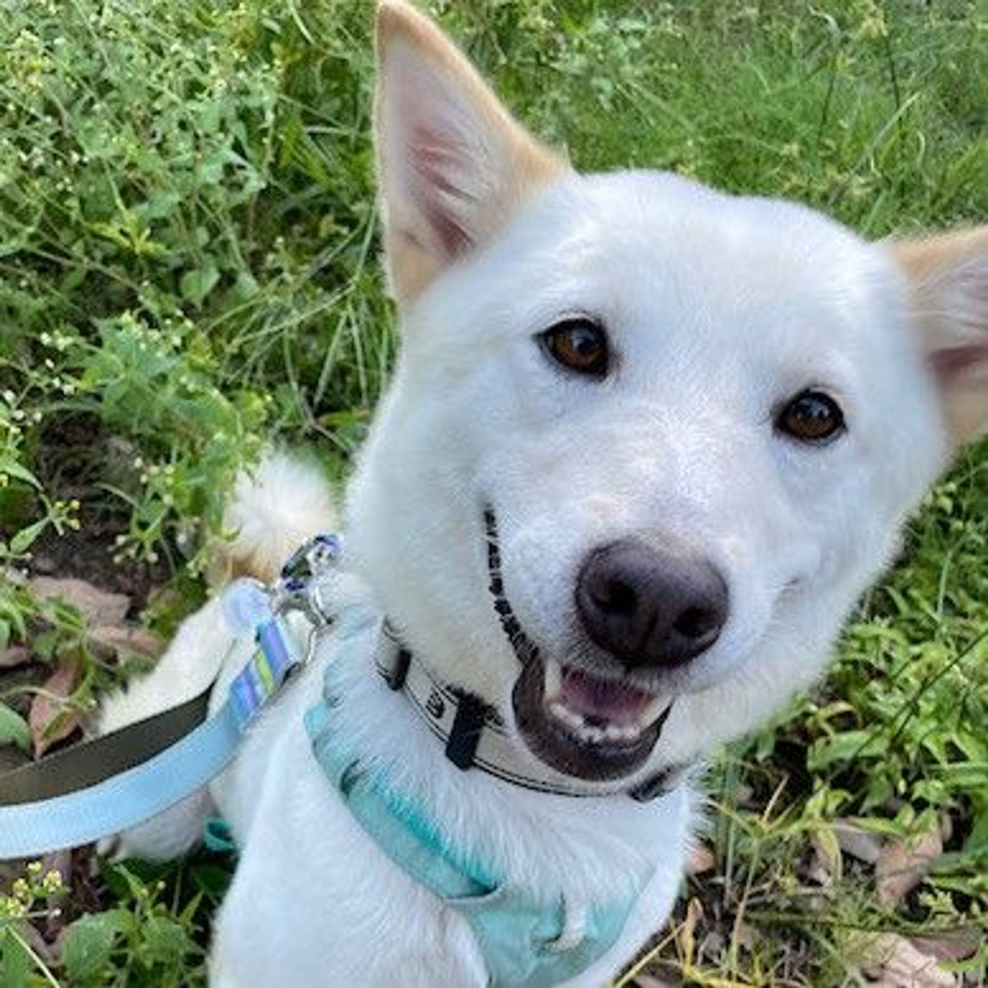 雑種（ミックス犬）・メスの里親募集の写真