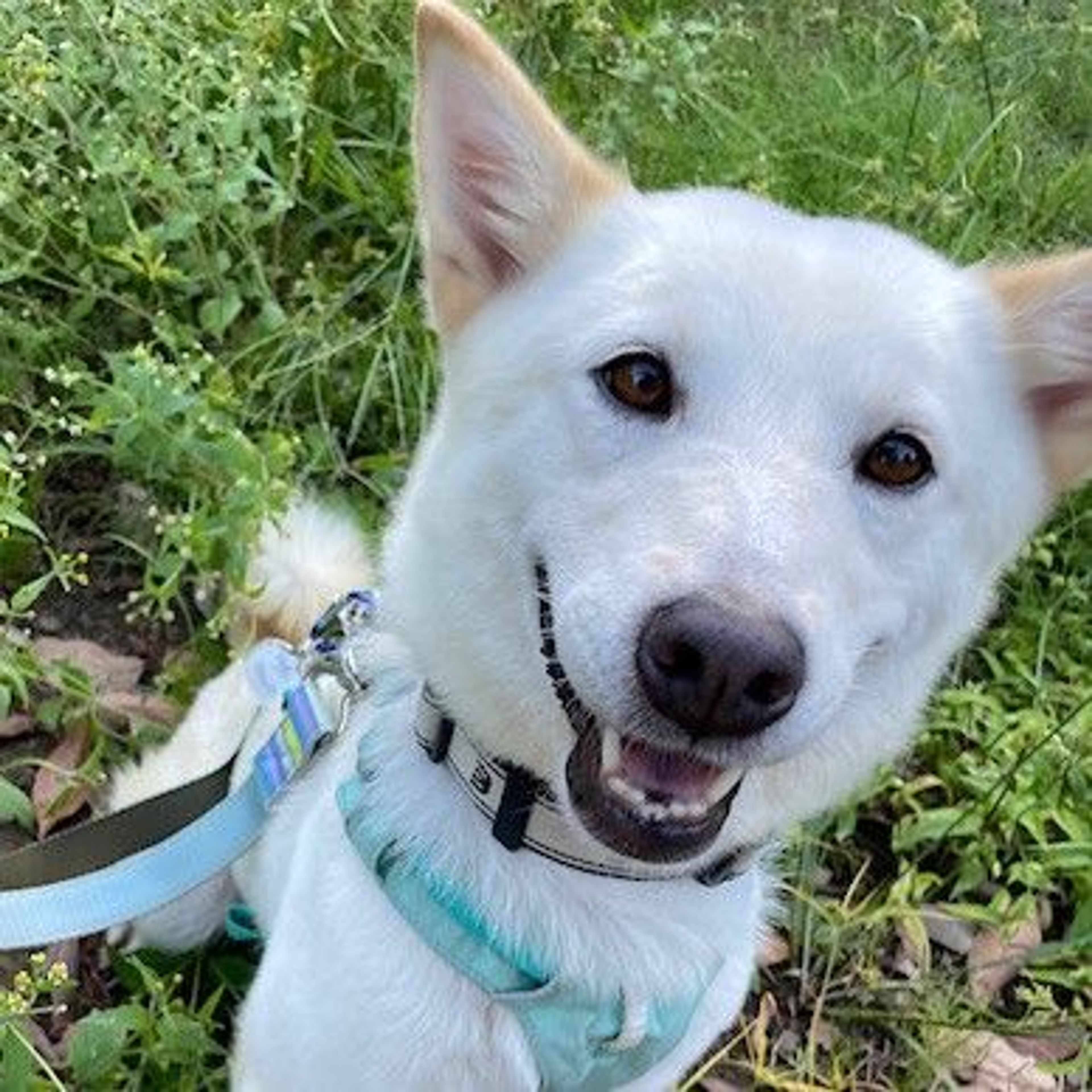 雑種（ミックス犬）・メスの里親募集の写真