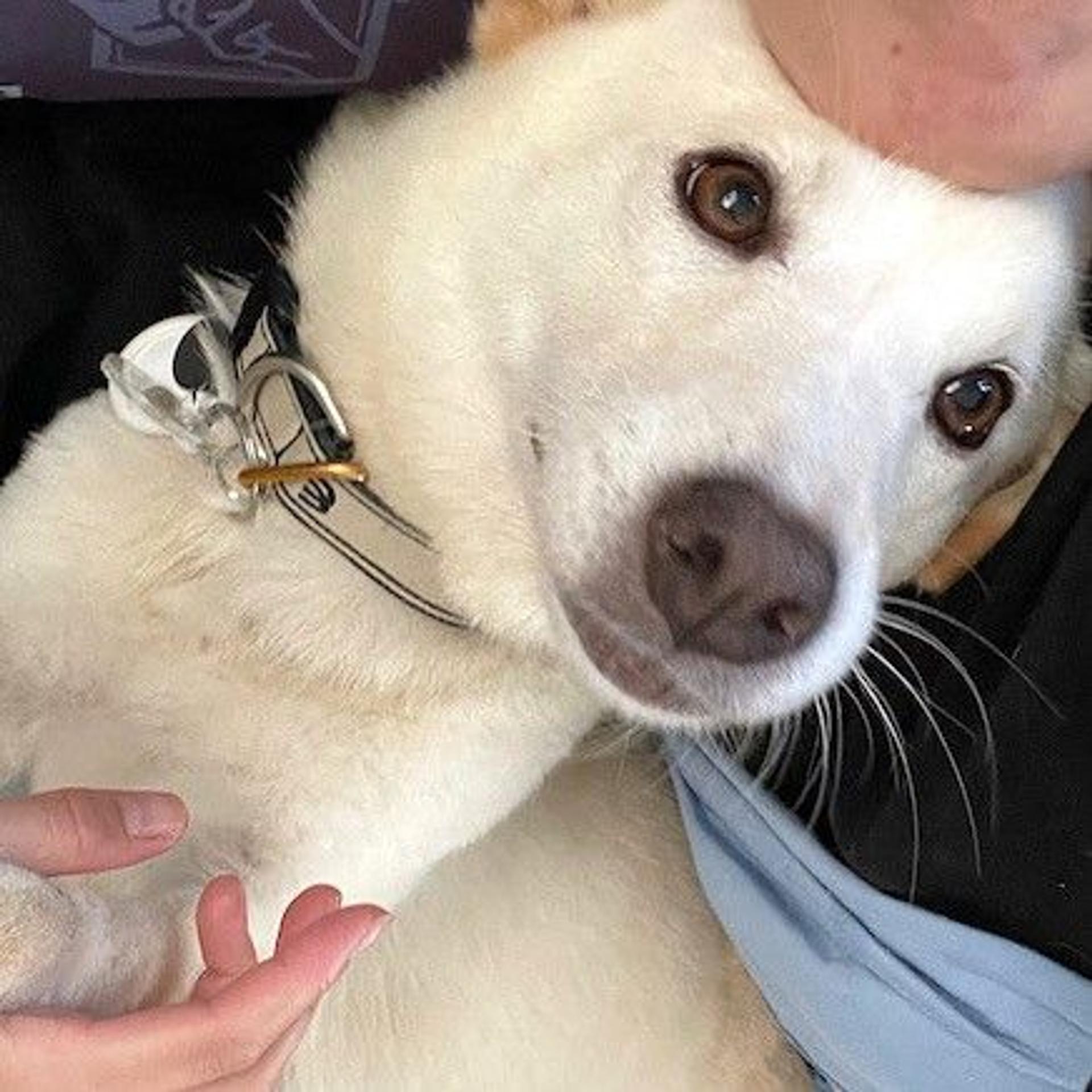 pet-image-2