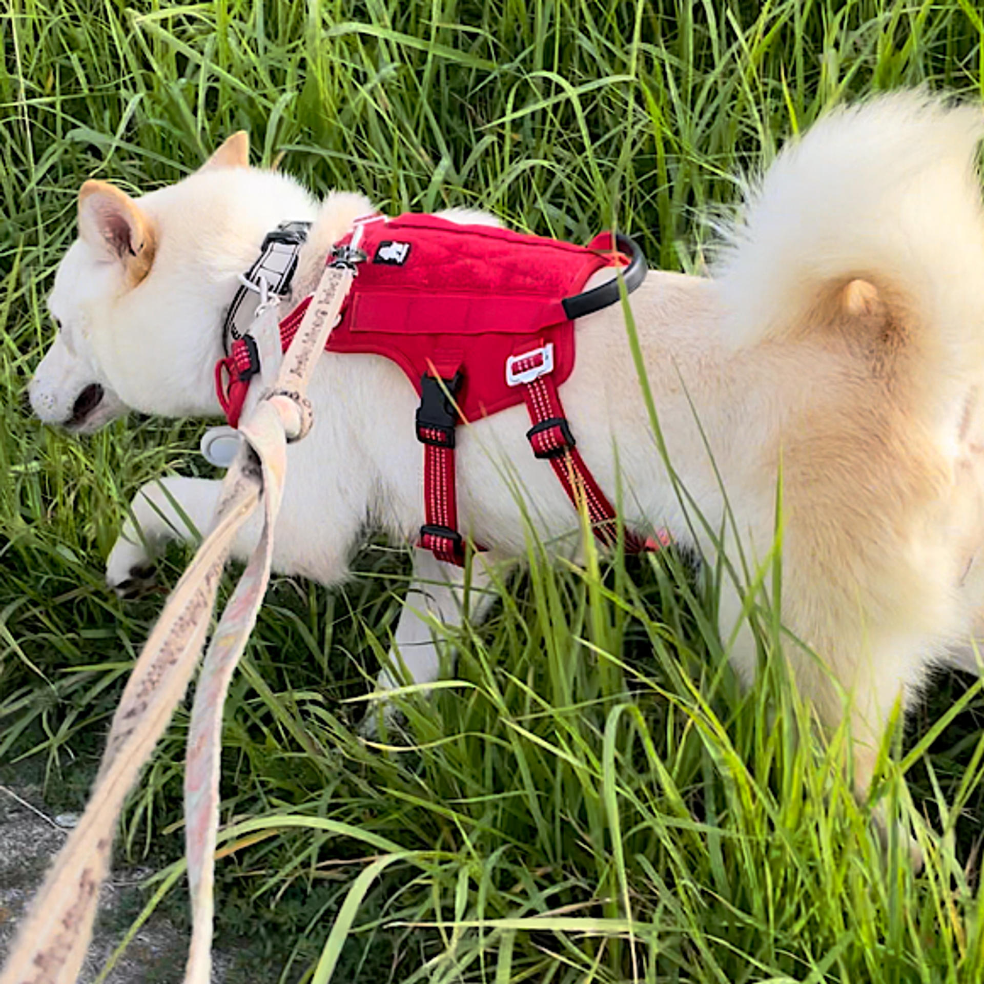 pet-image-4