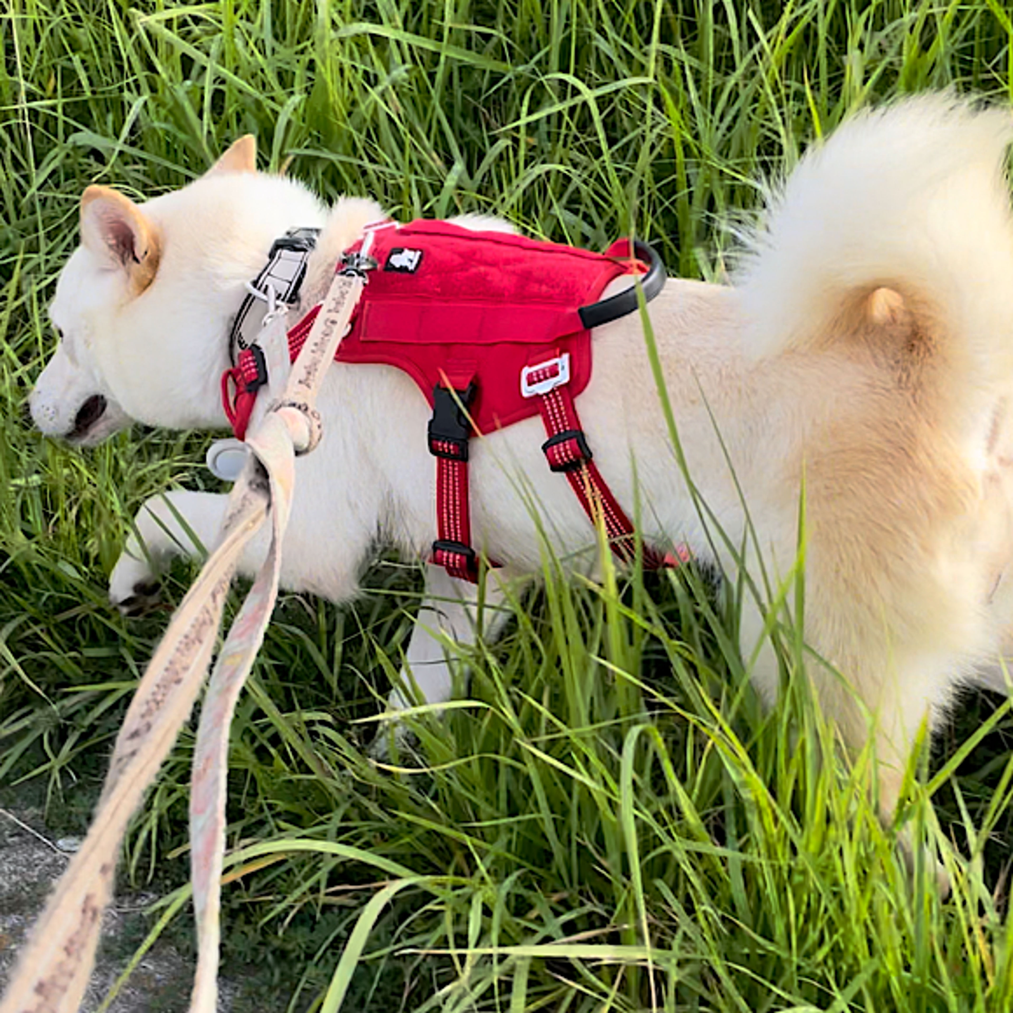 pet-image-4