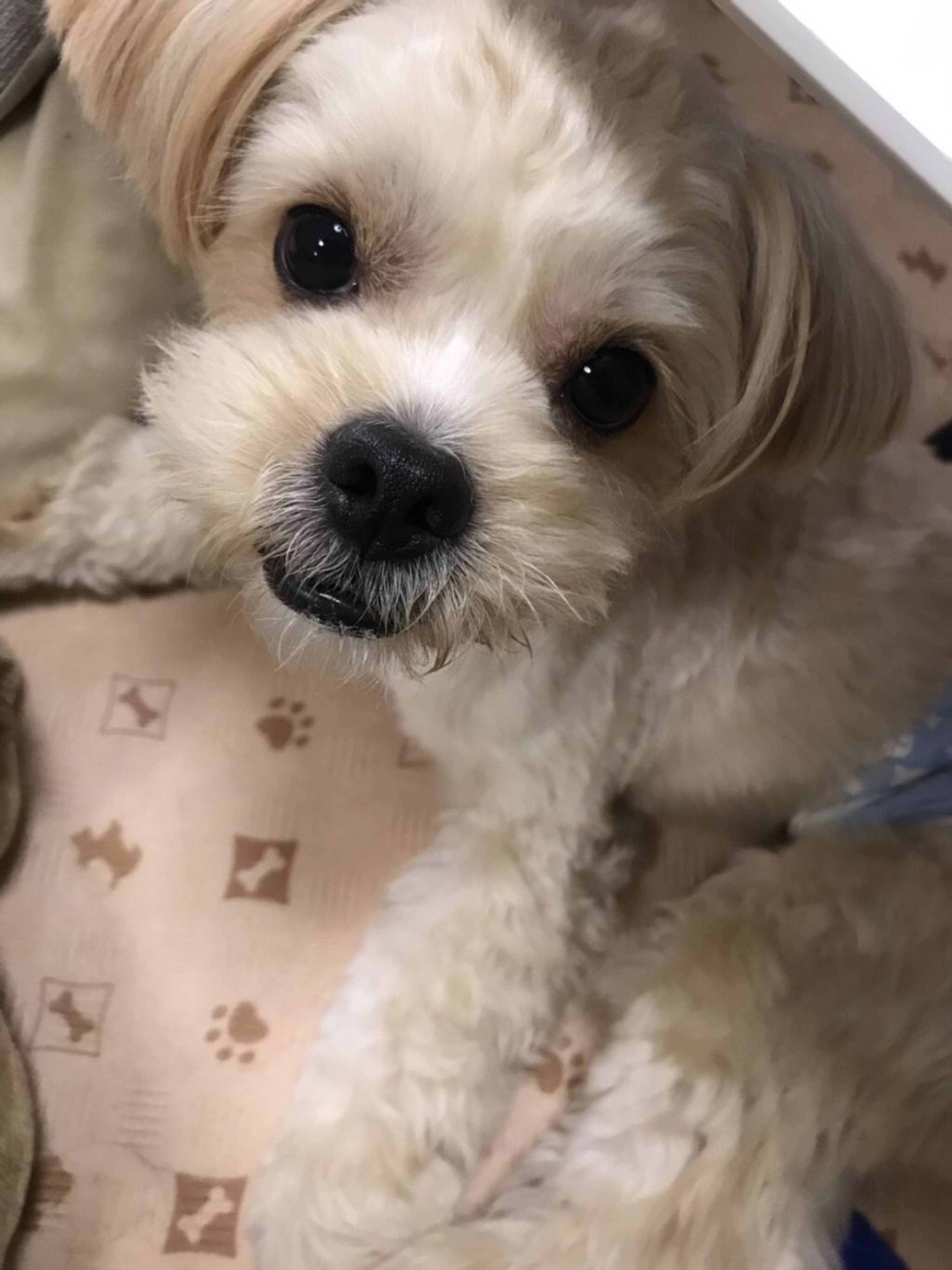 雑種（ミックス犬）・オスの里親募集の写真