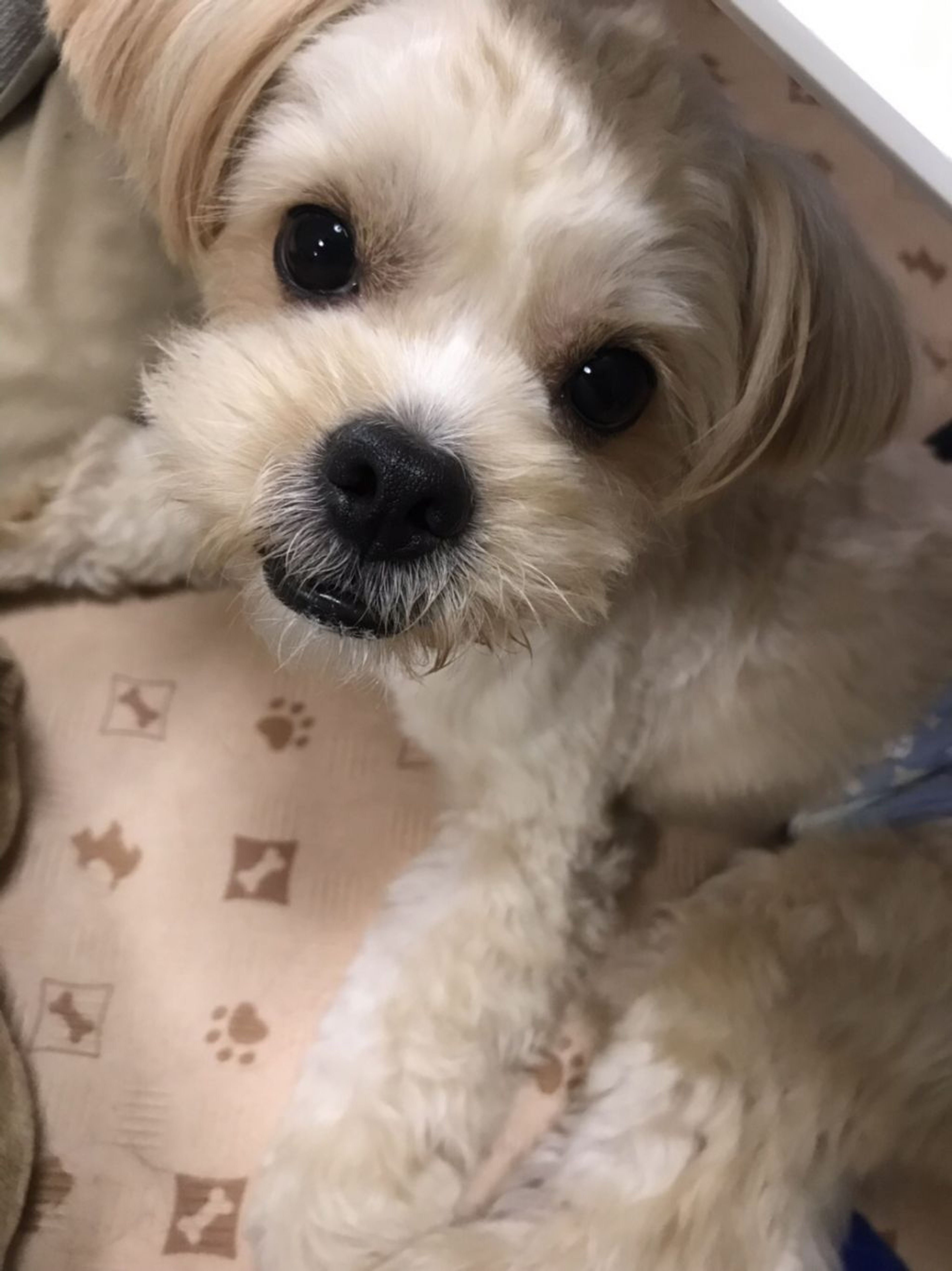雑種（ミックス犬）・オスの里親募集の写真
