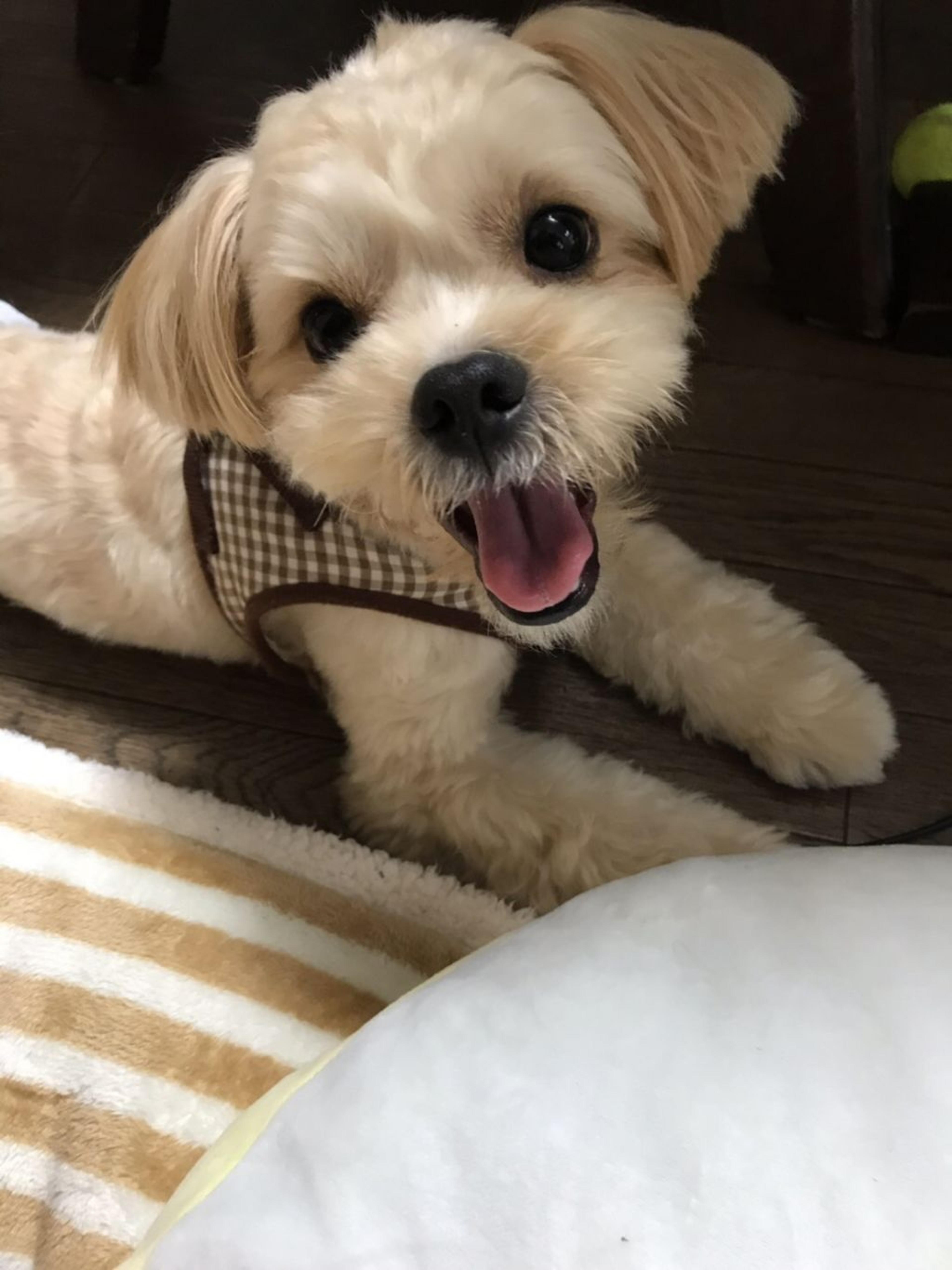 pet-image-2