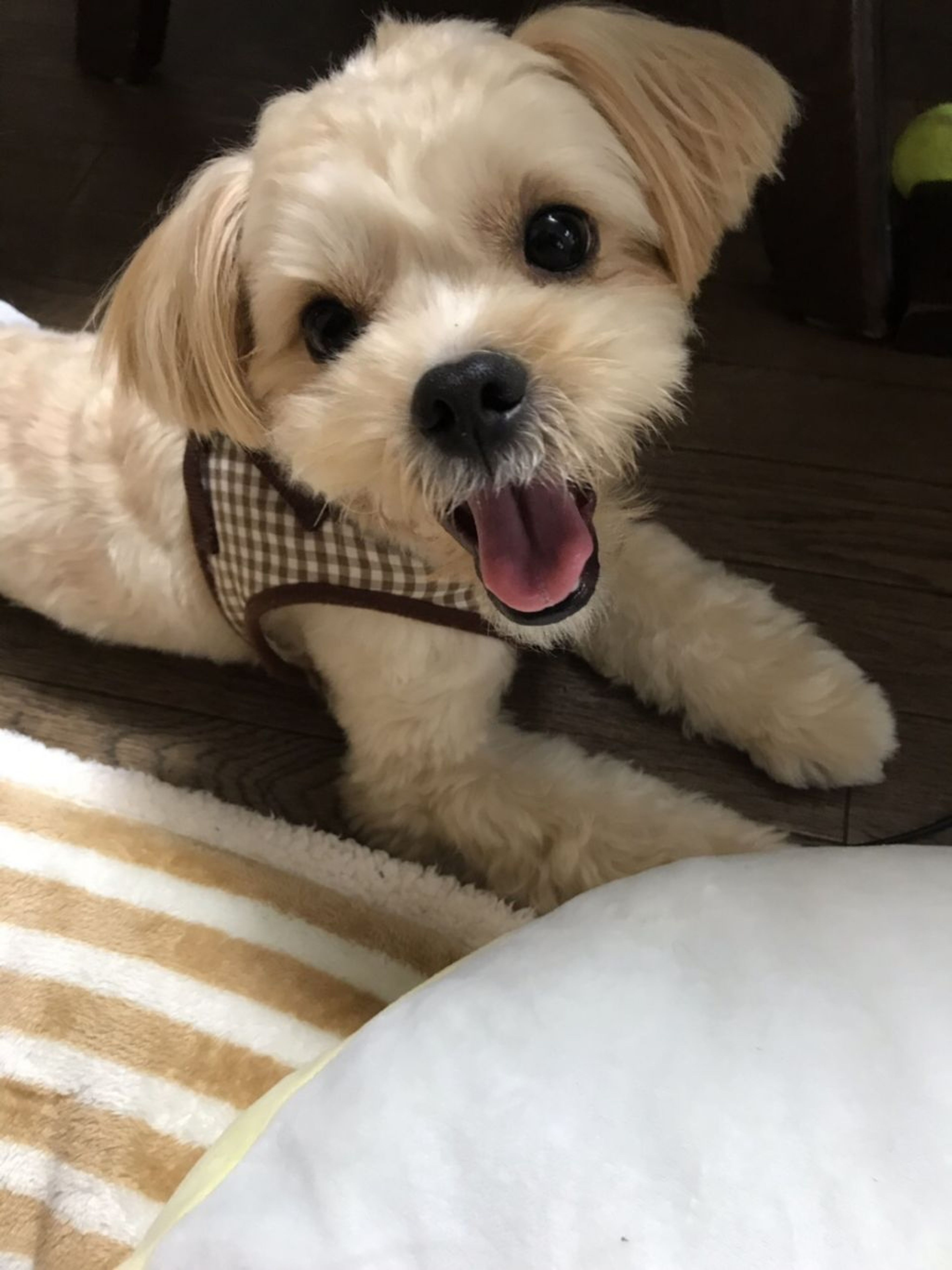 pet-image-2