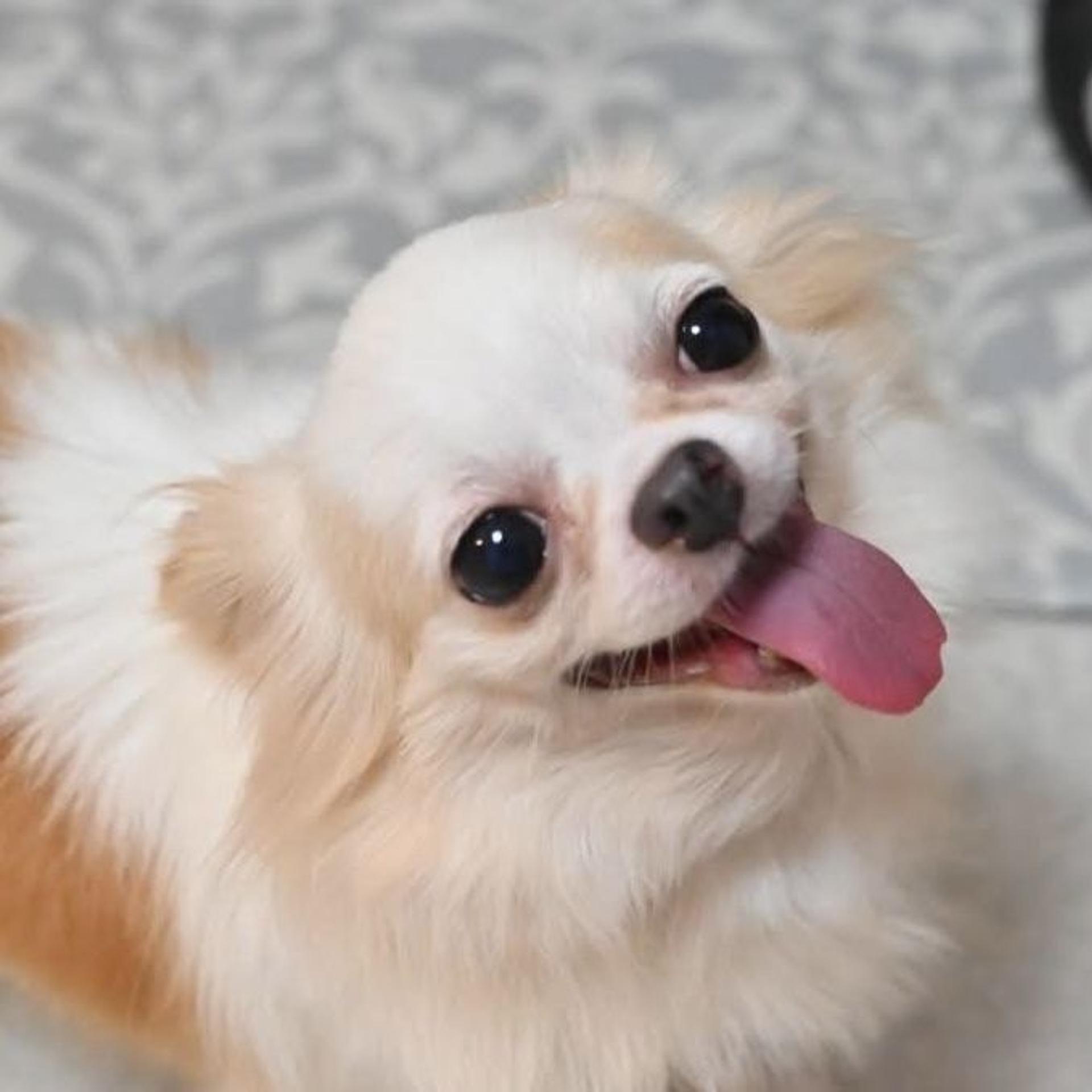 pet-image-6