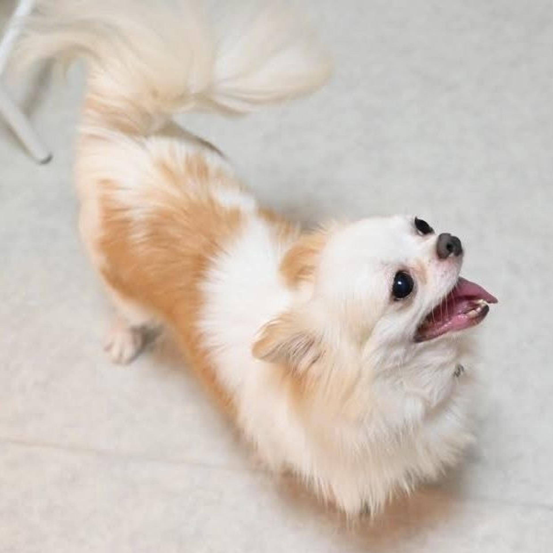 pet-image-10