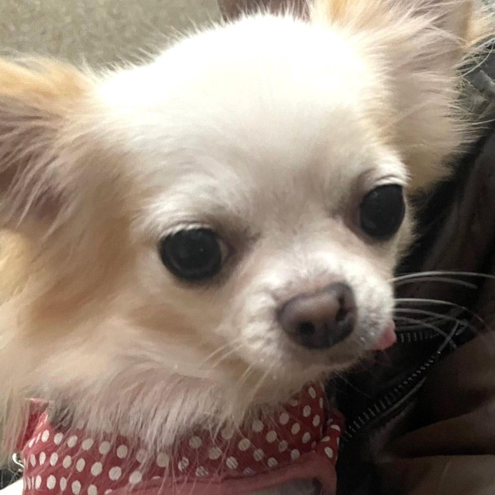 pet-image-8