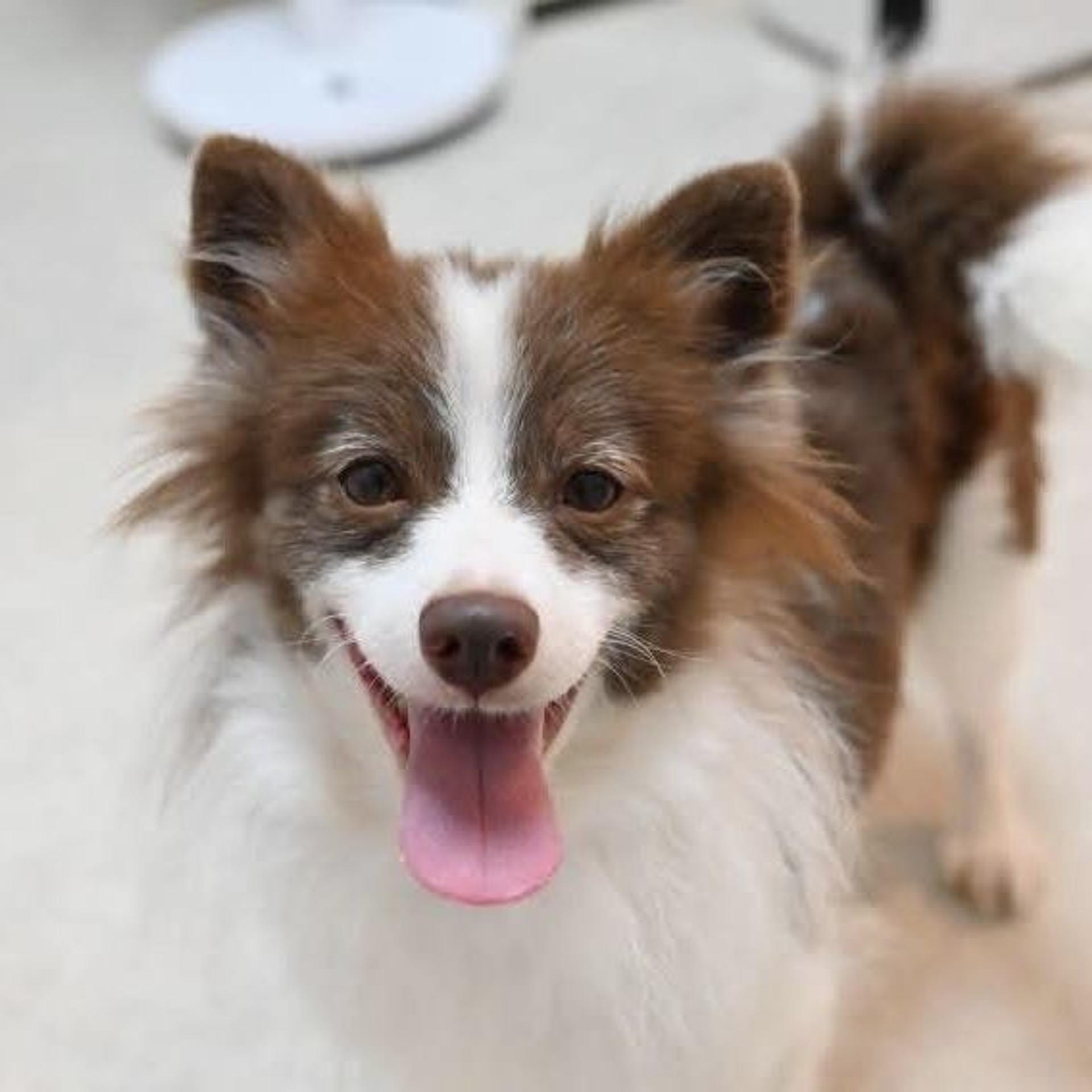 pet-image-3