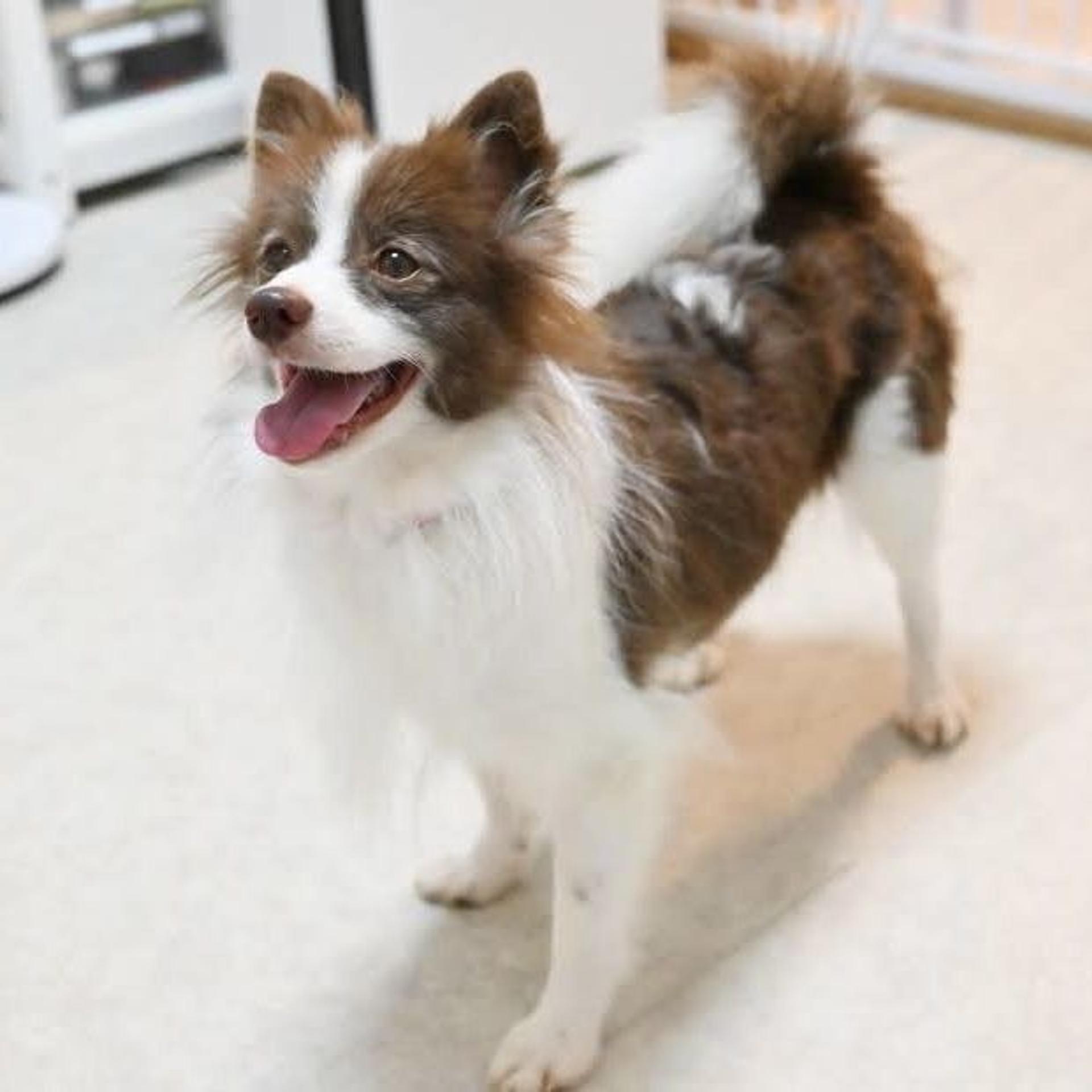 pet-image-7