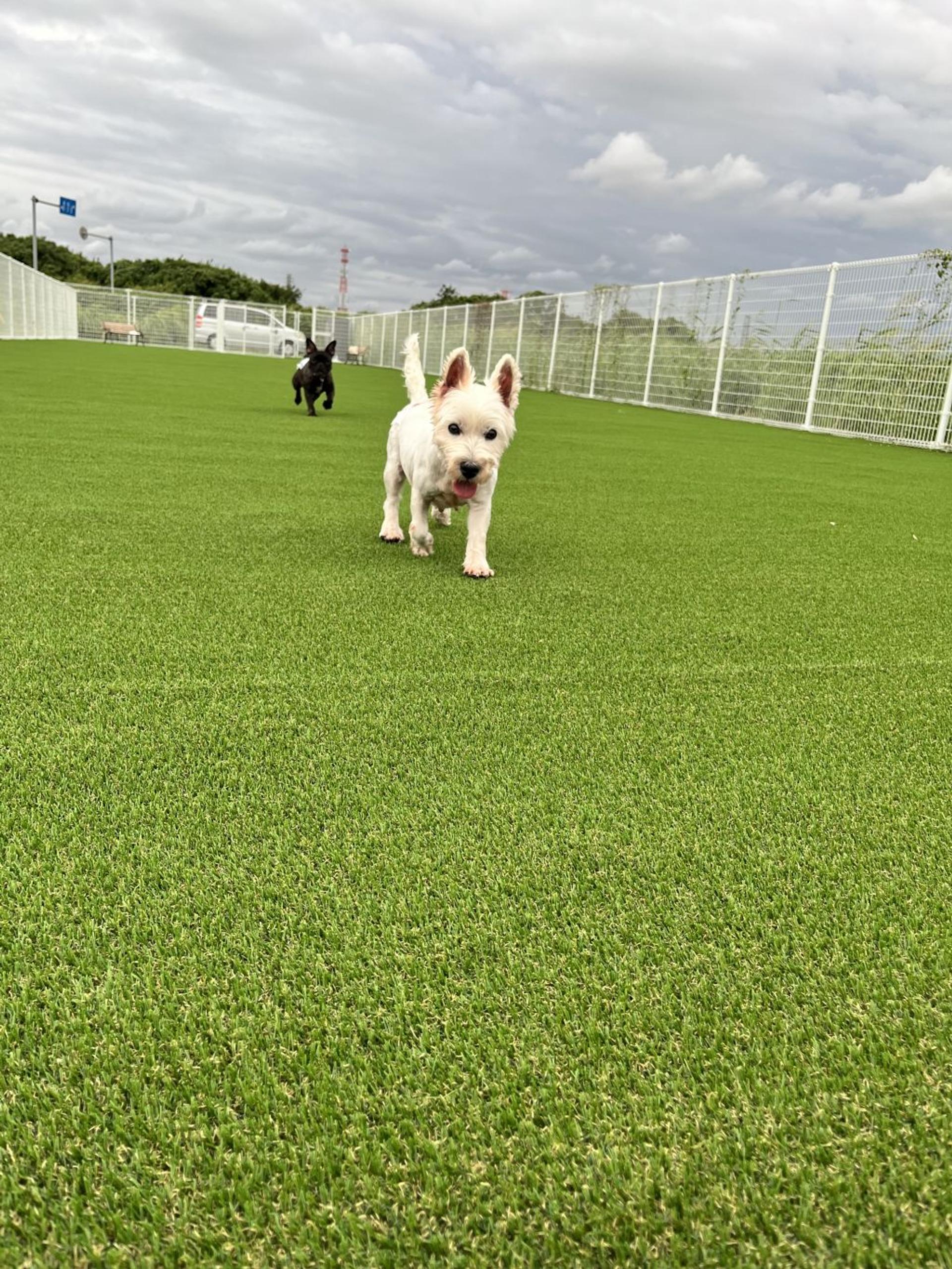 pet-image-2