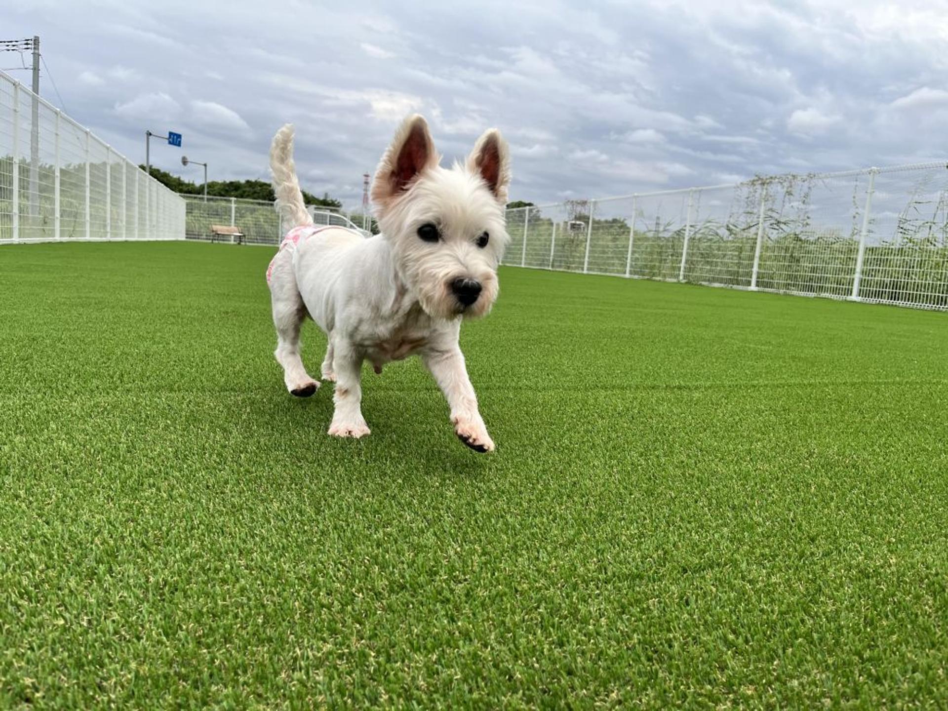 pet-image-3
