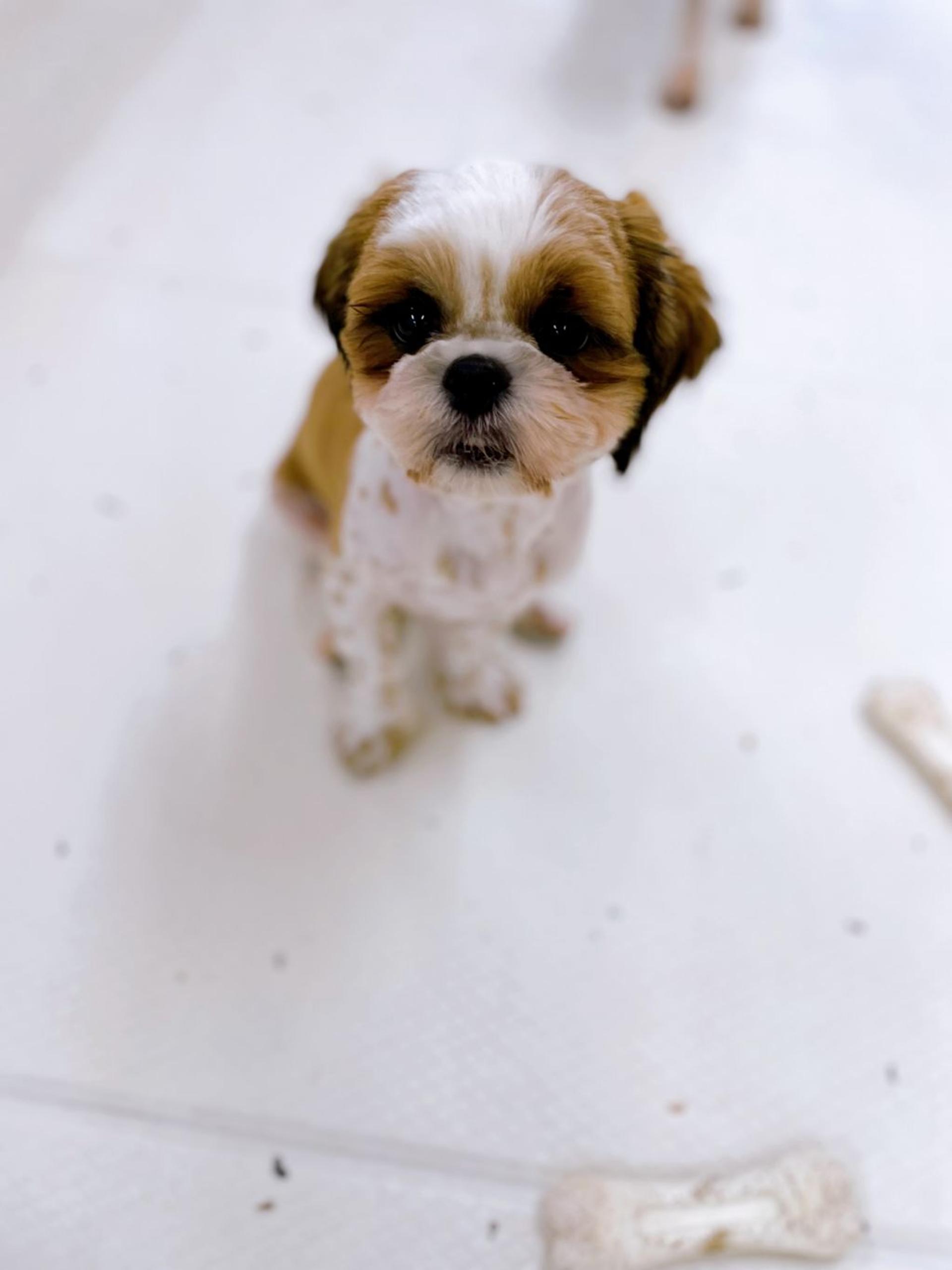 pet-image-3