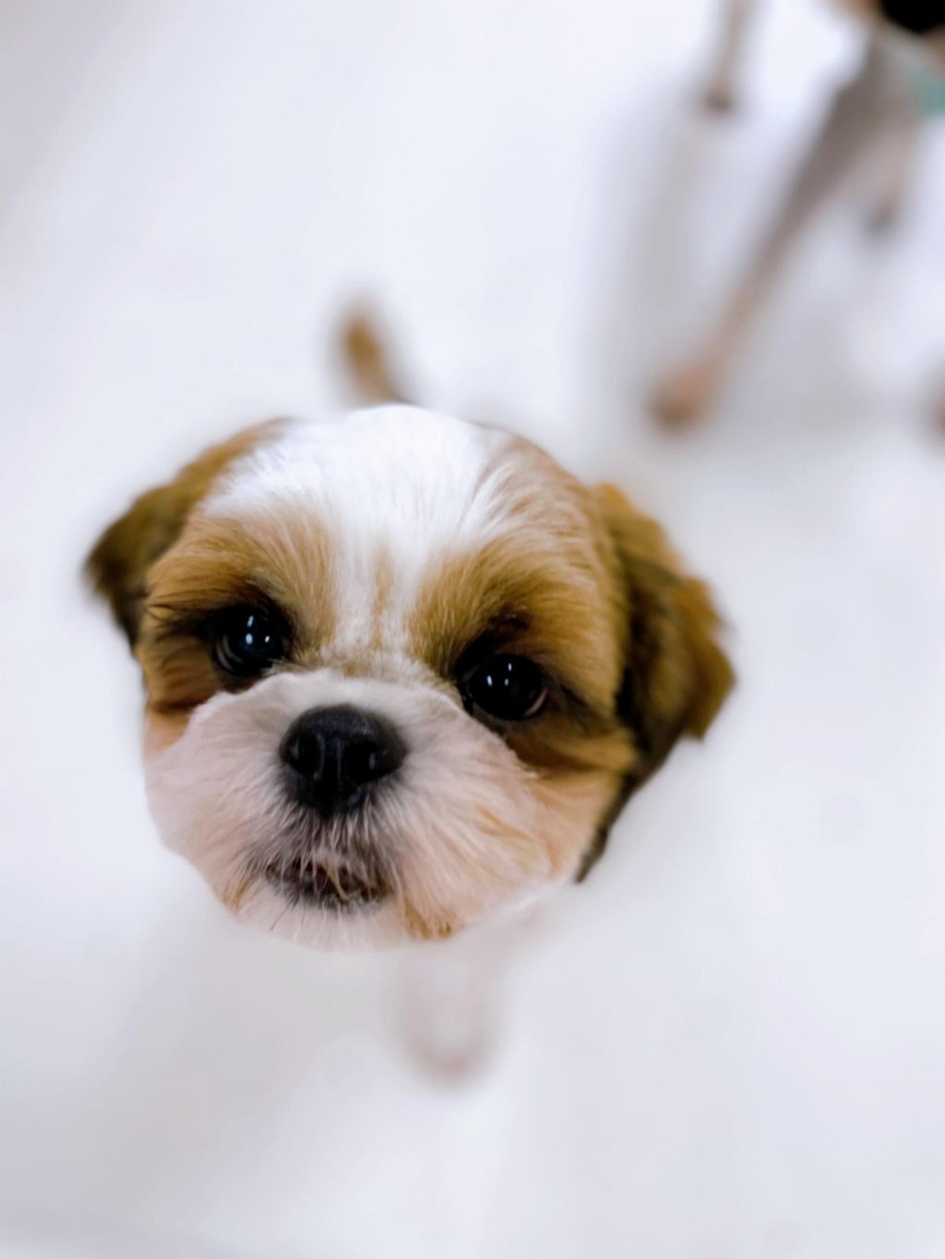 pet-image-4