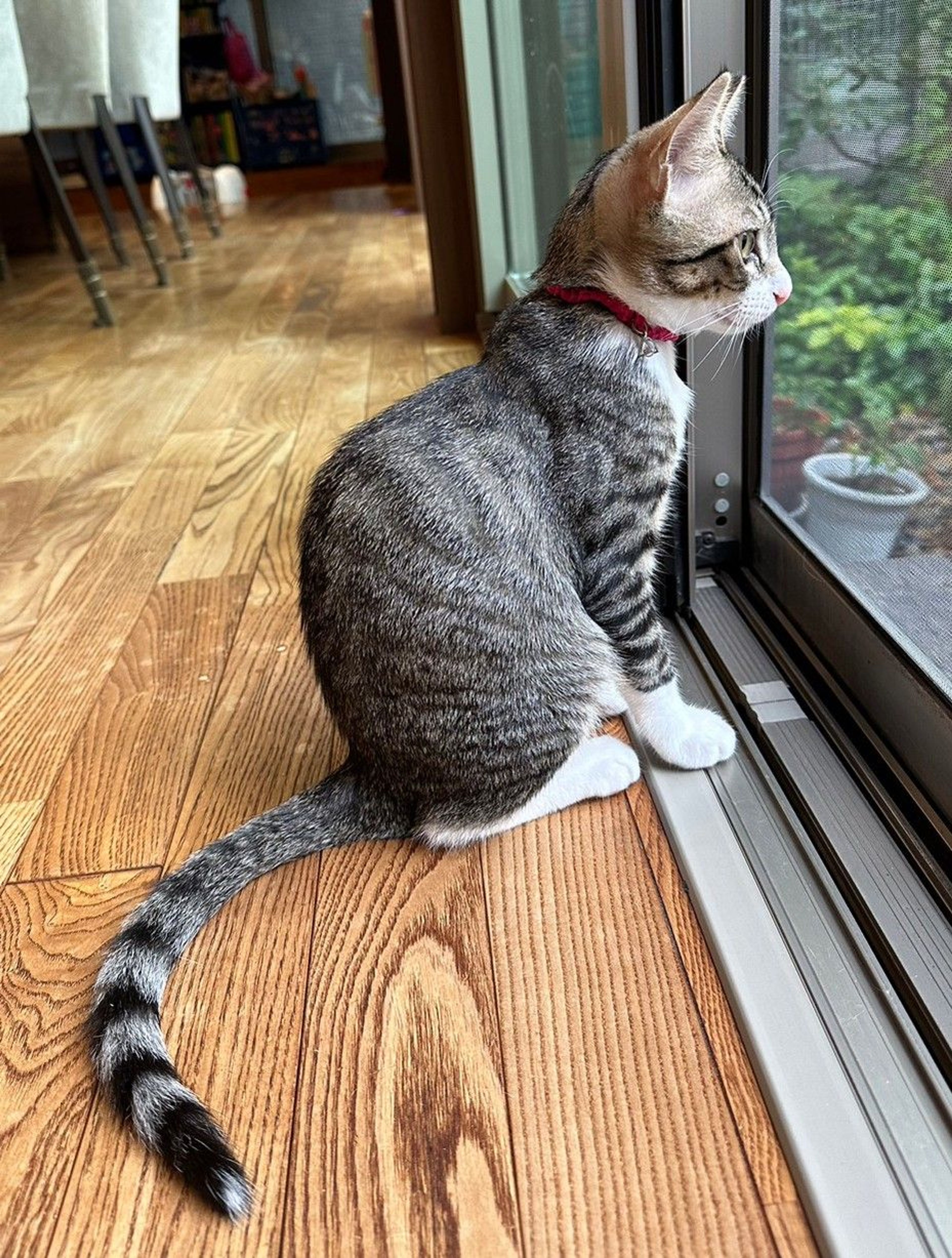 pet-image-5