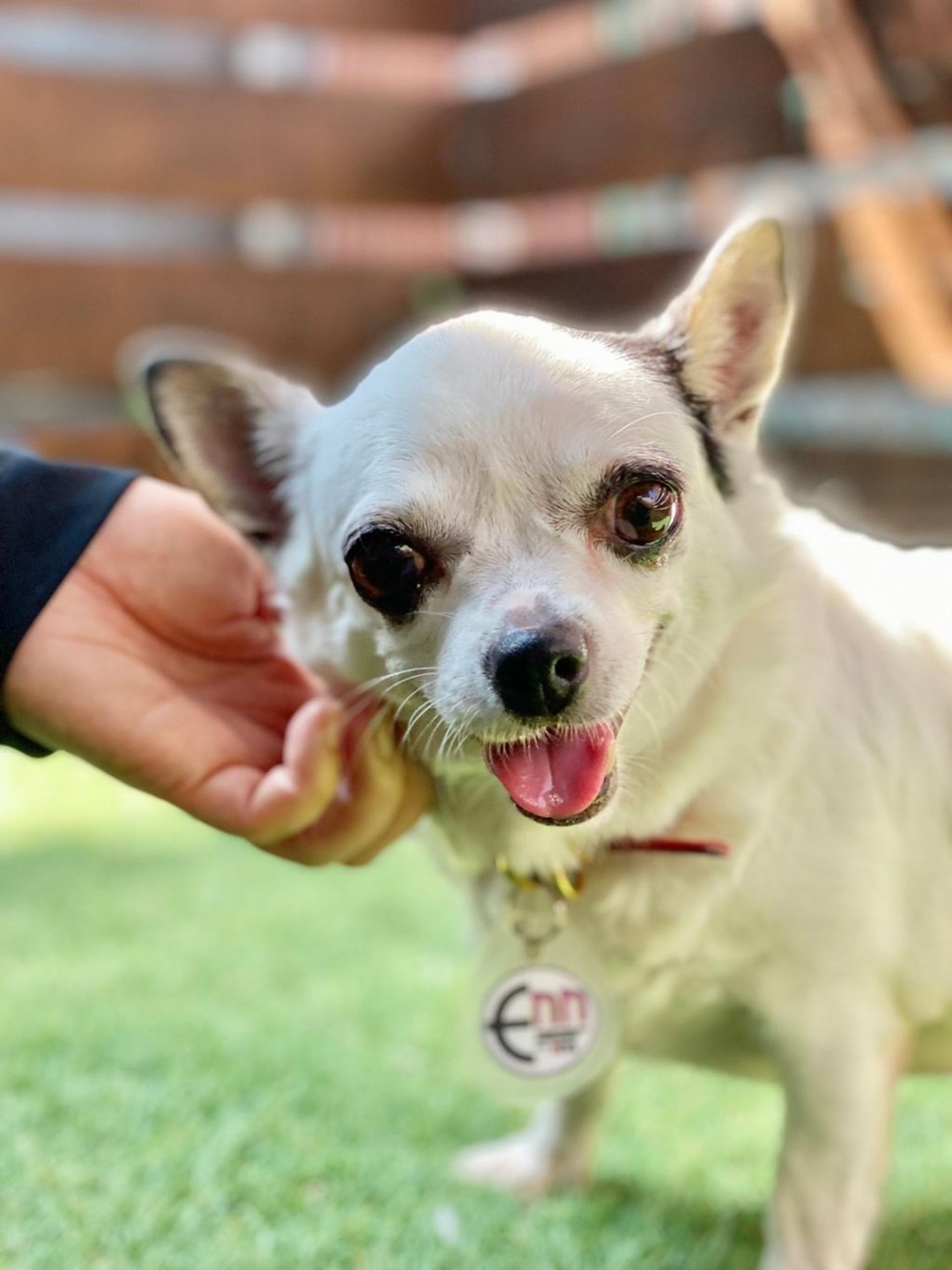 pet-image-2