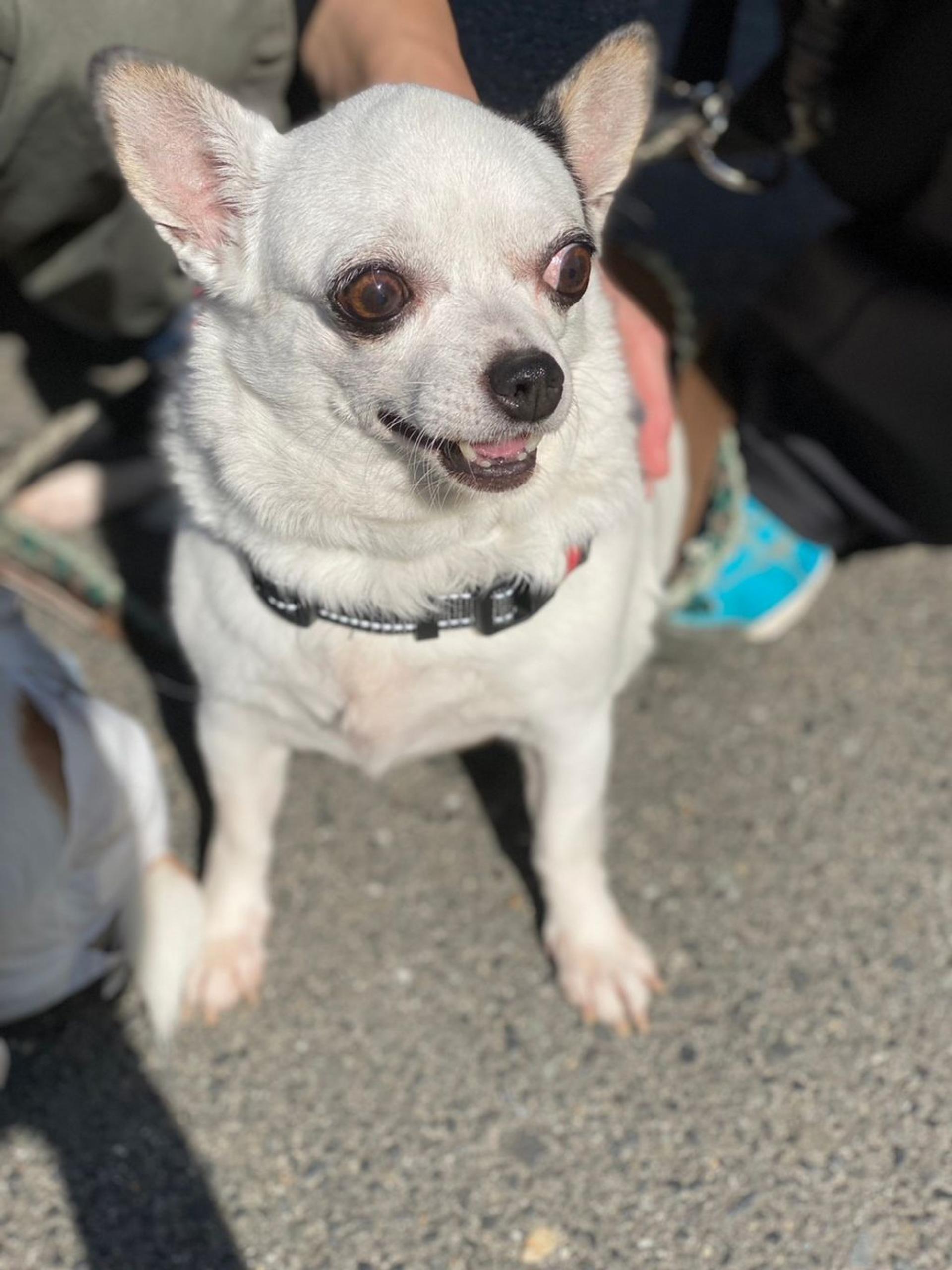 pet-image-3