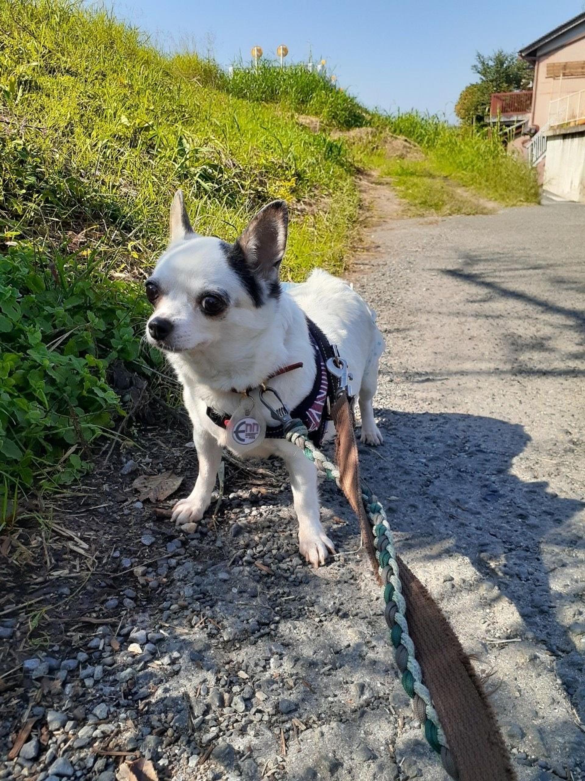 pet-image-8