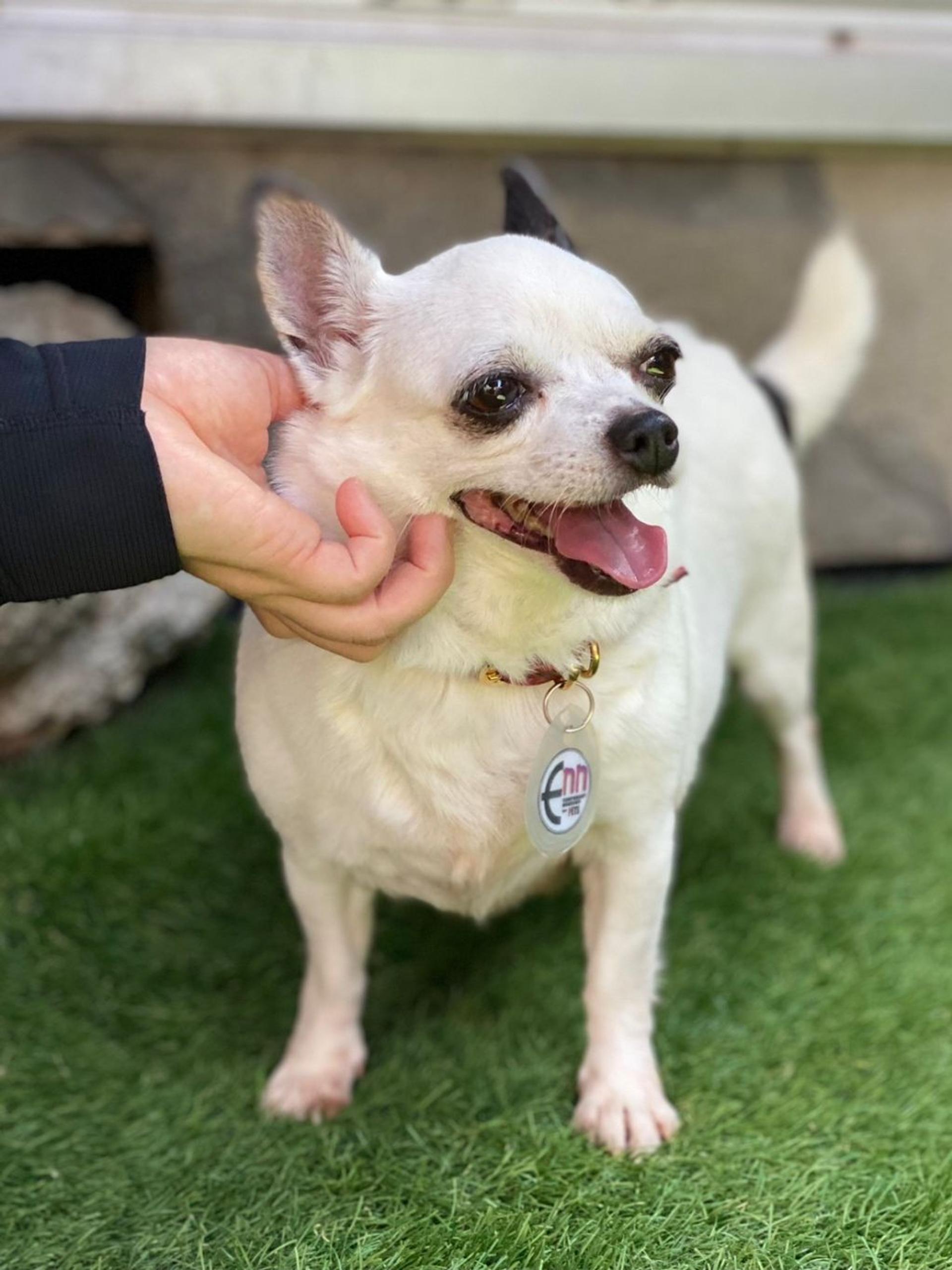 pet-image-9