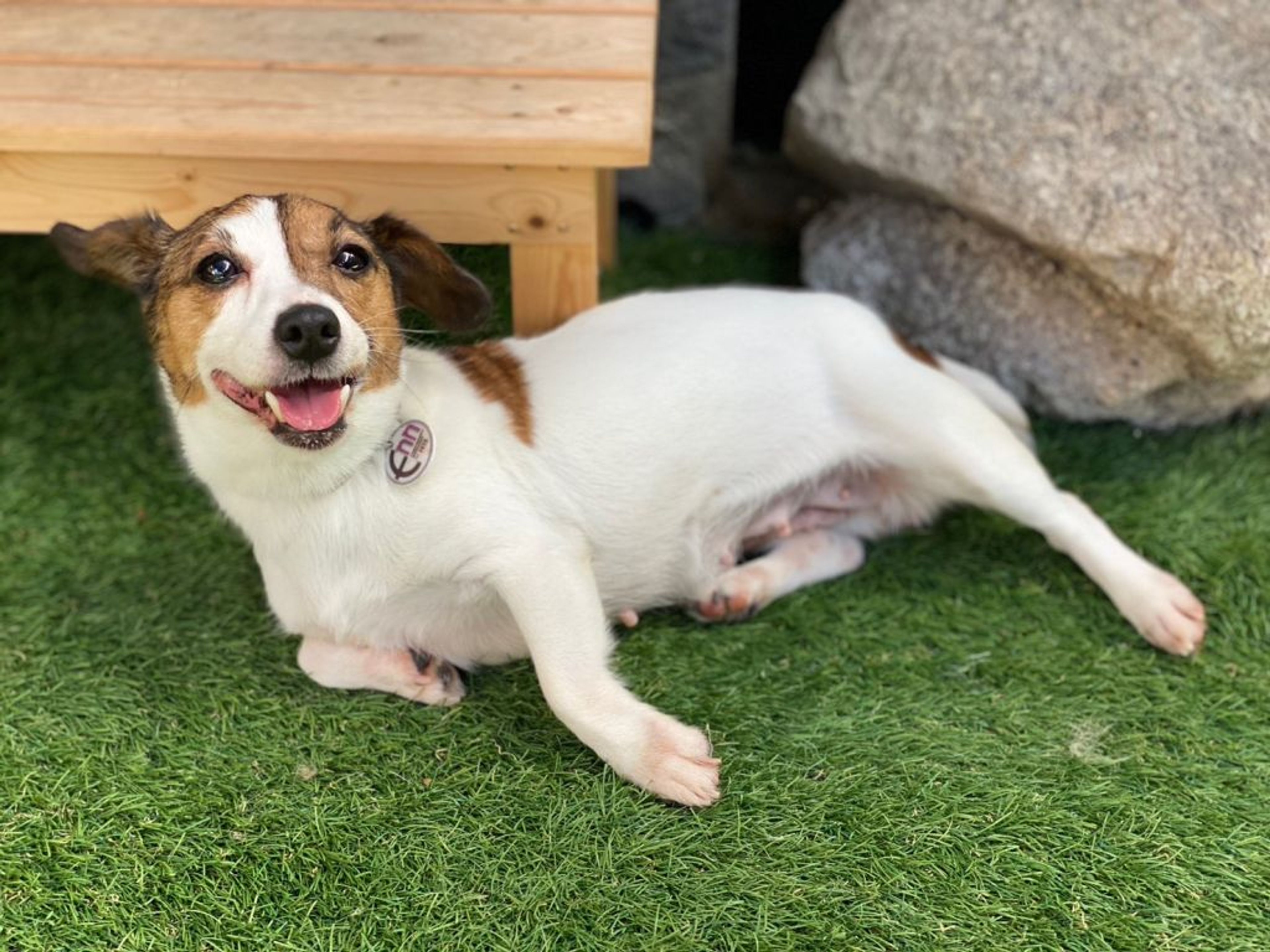 pet-image-3