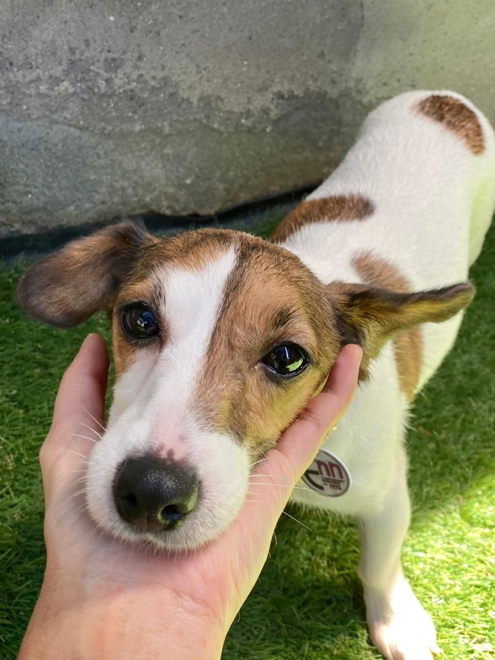 pet-image-4
