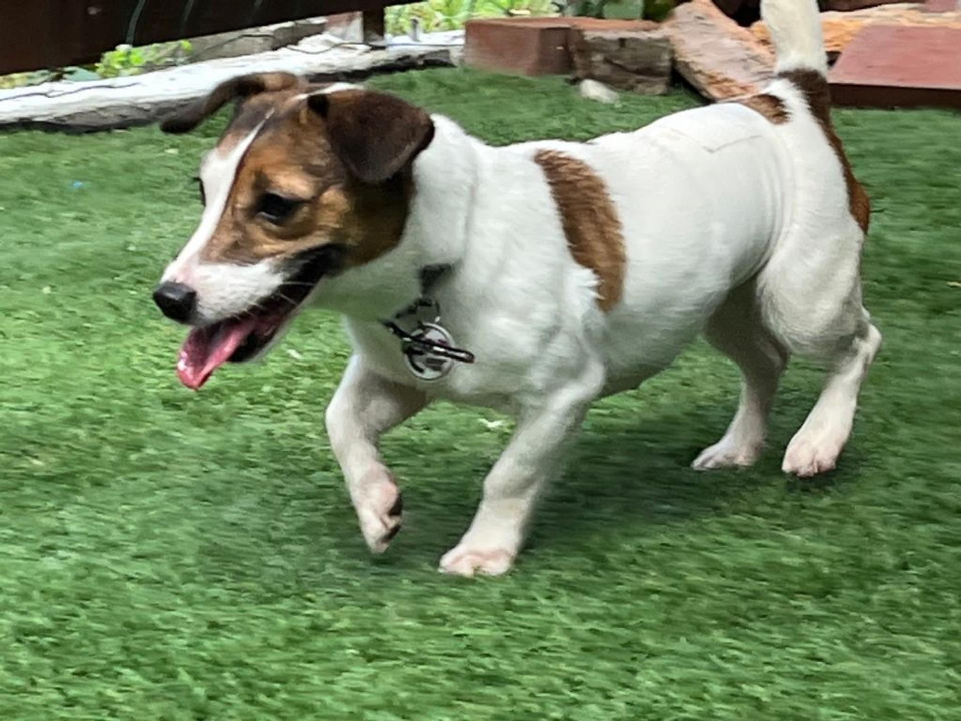 pet-image-8