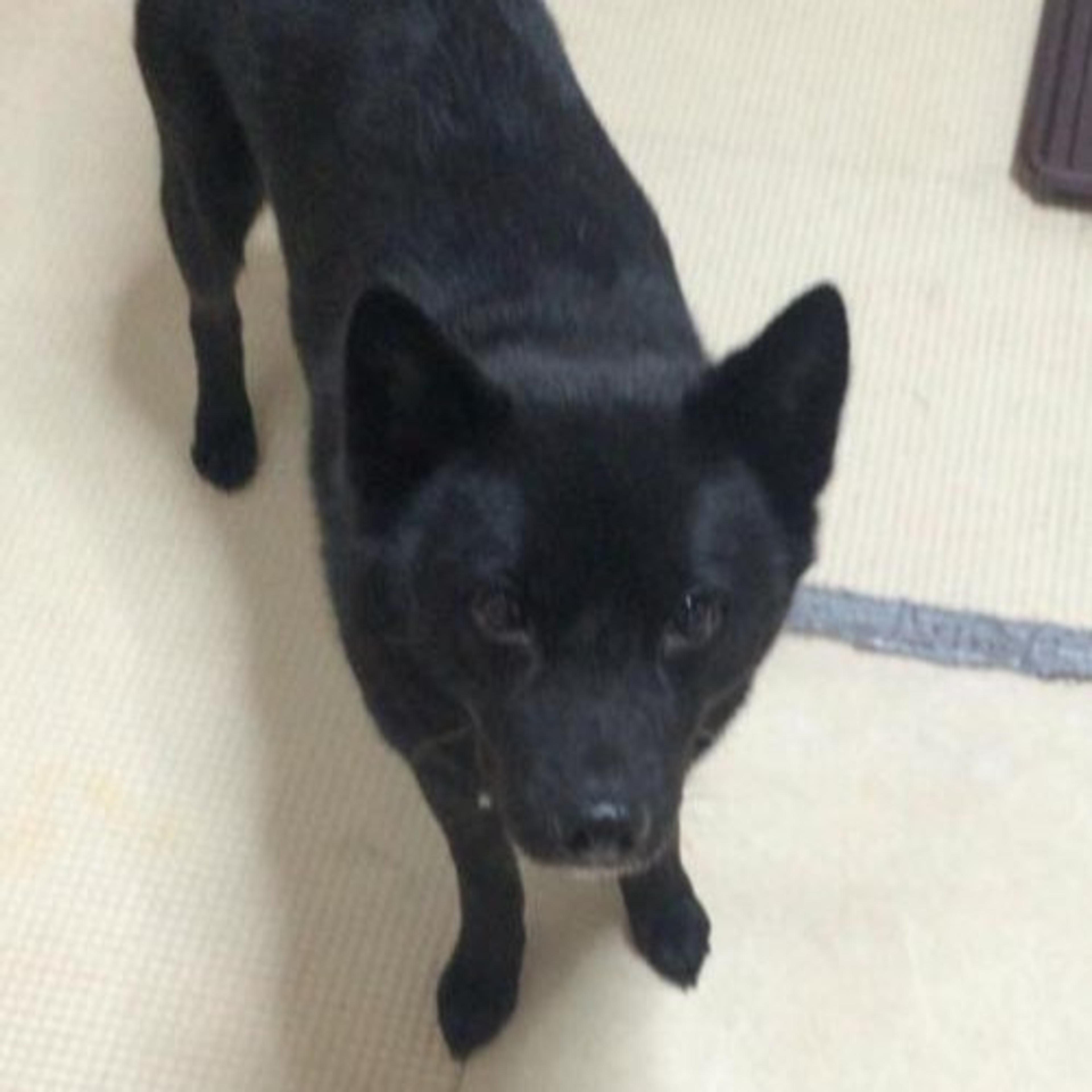 pet-image-3