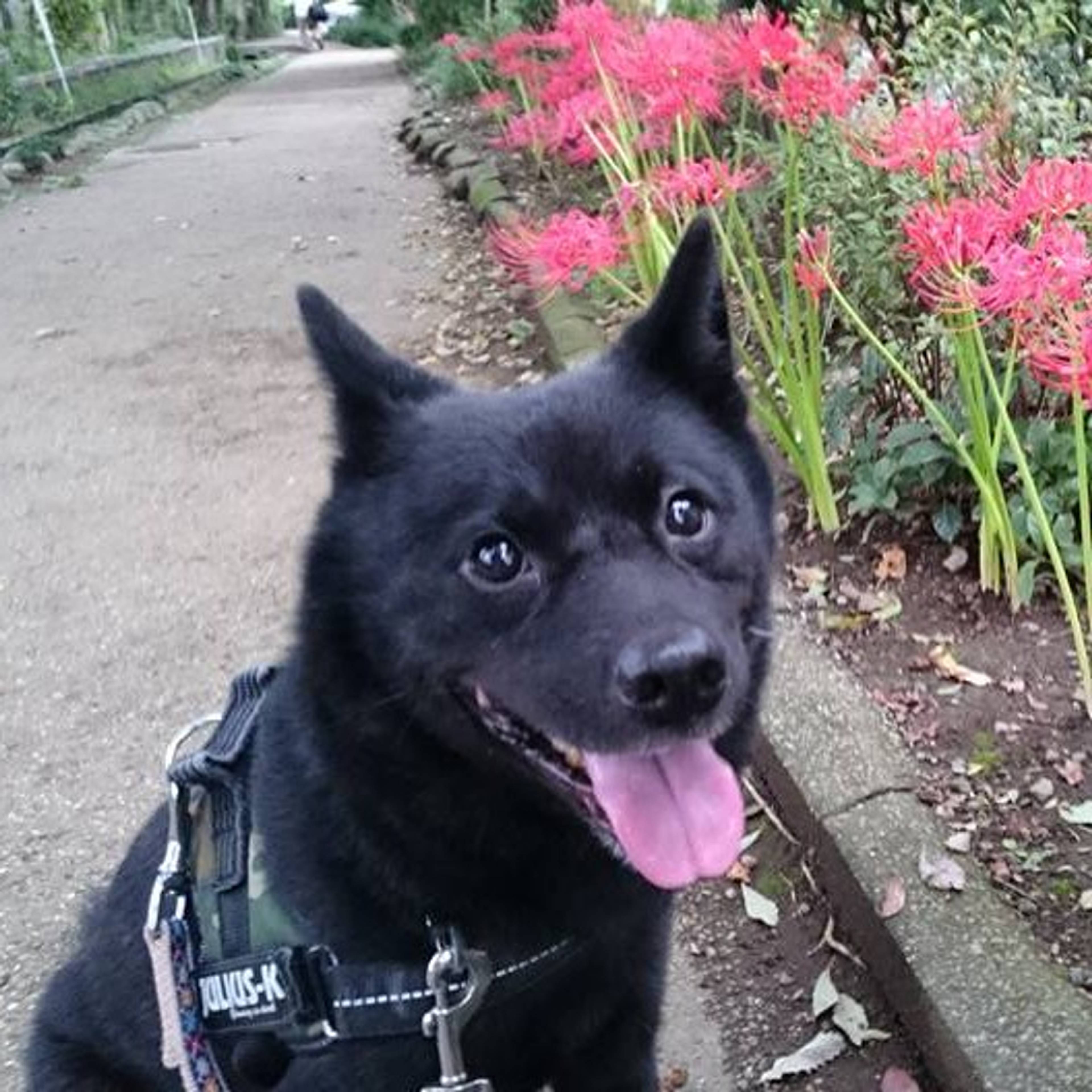 甲斐犬・メスの里親募集の写真