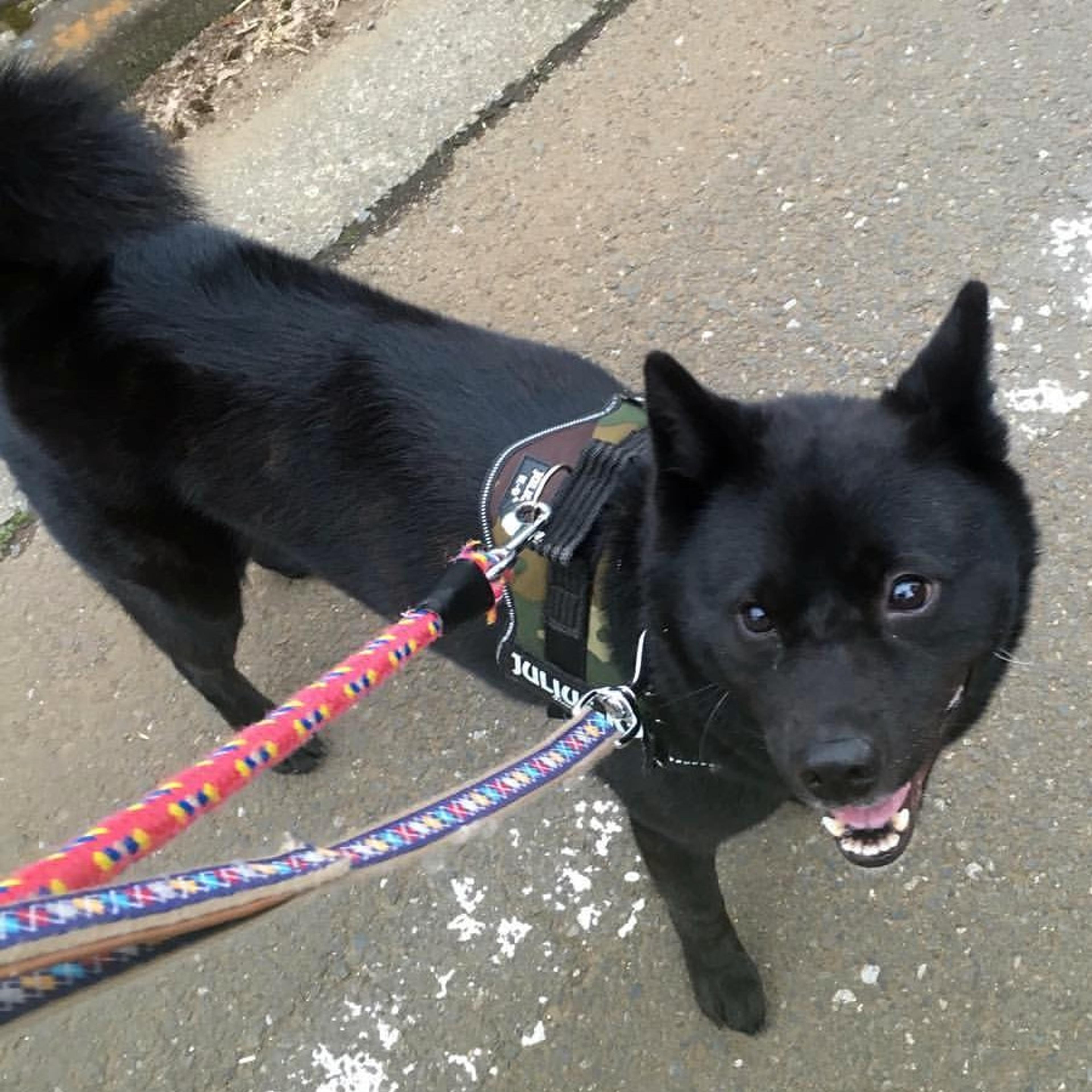 pet-image-2