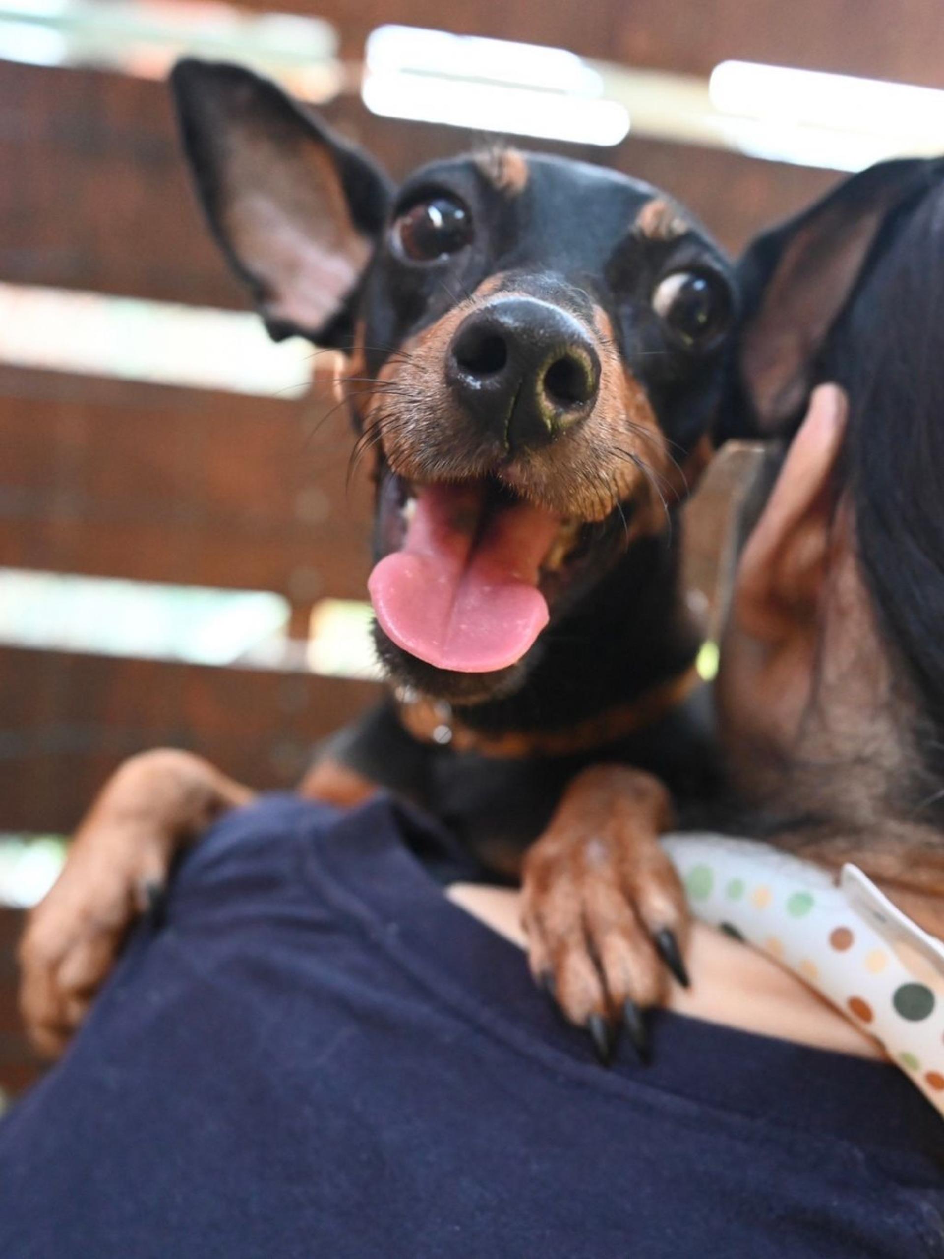 pet-image-4