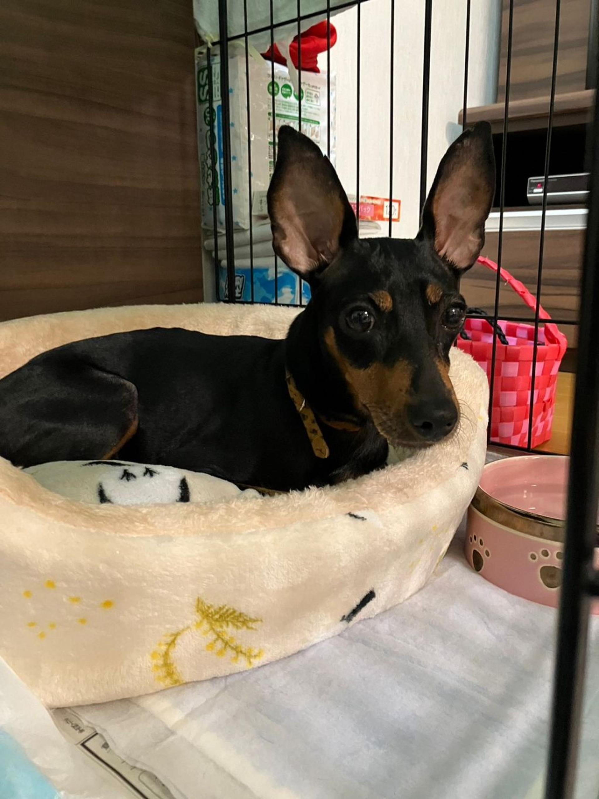 pet-image-5