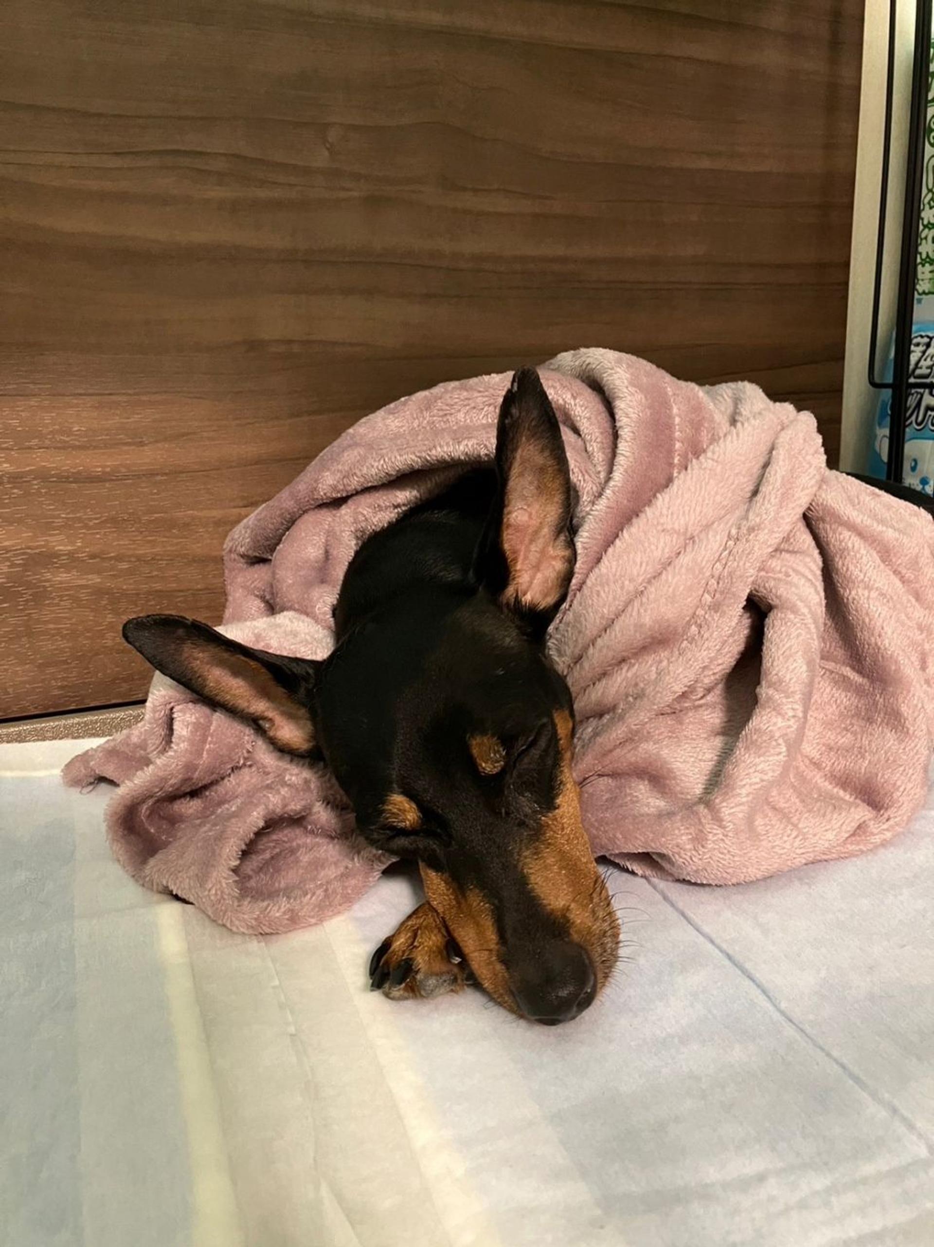 pet-image-8