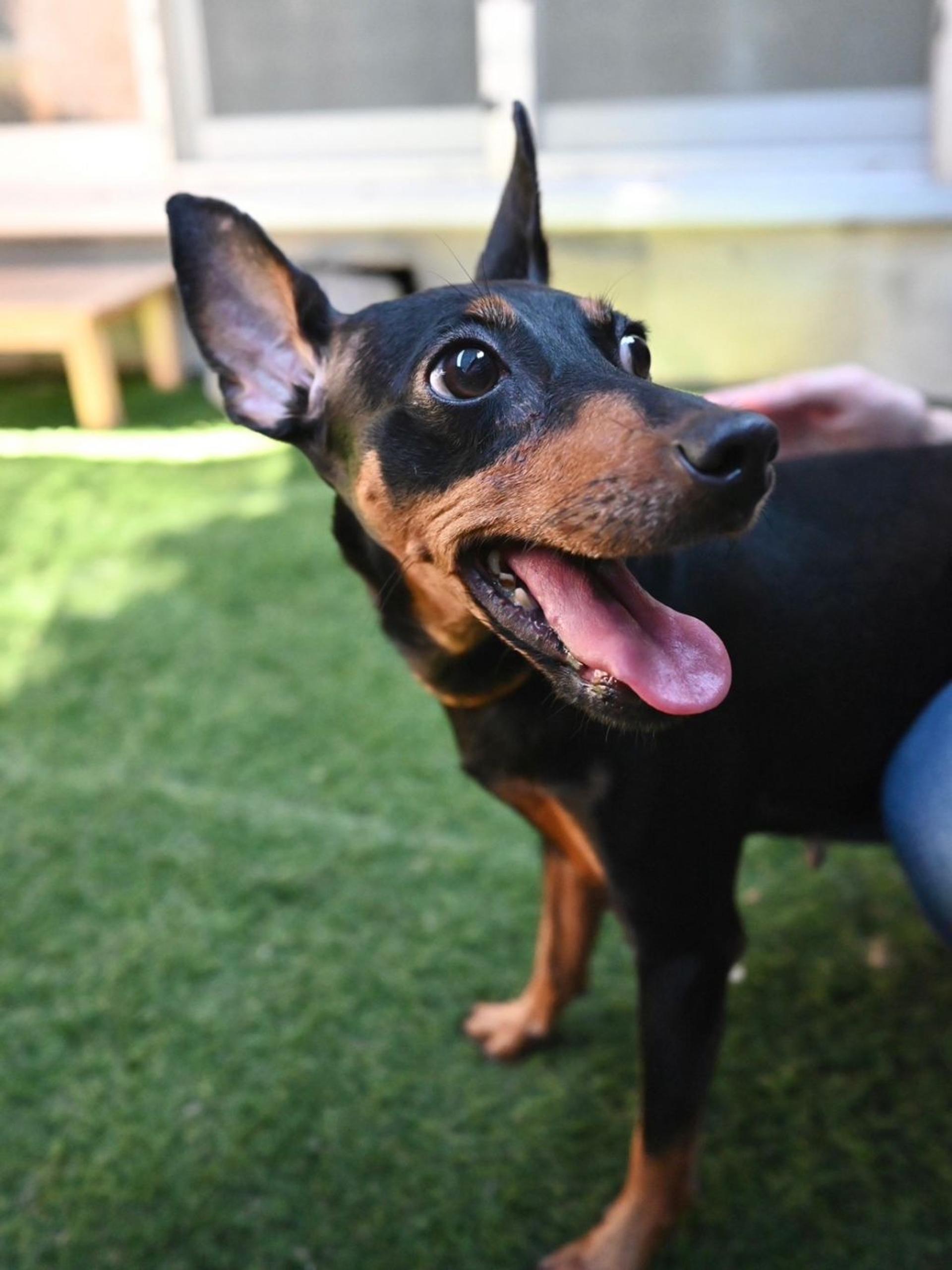 pet-image-9