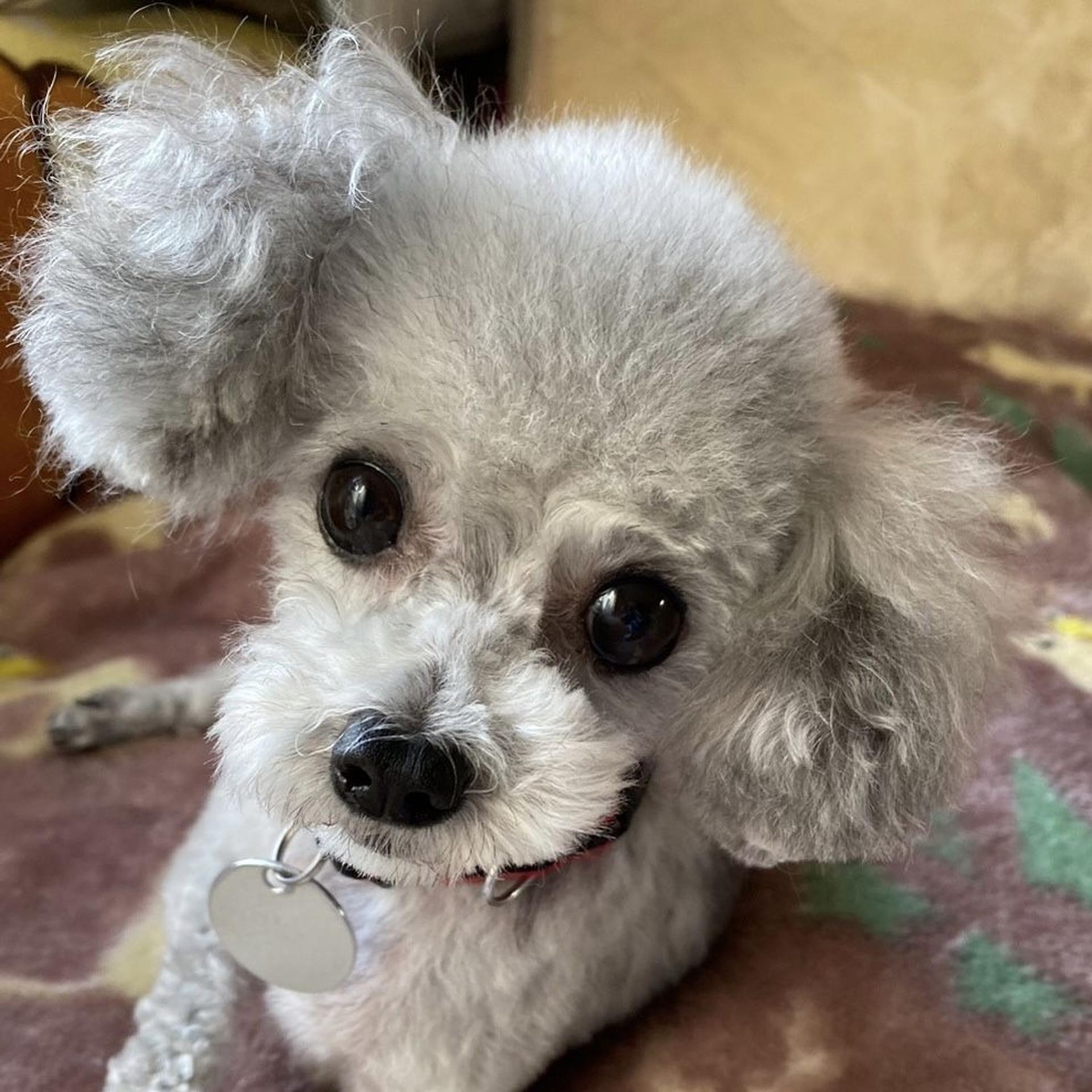 pet-image-2