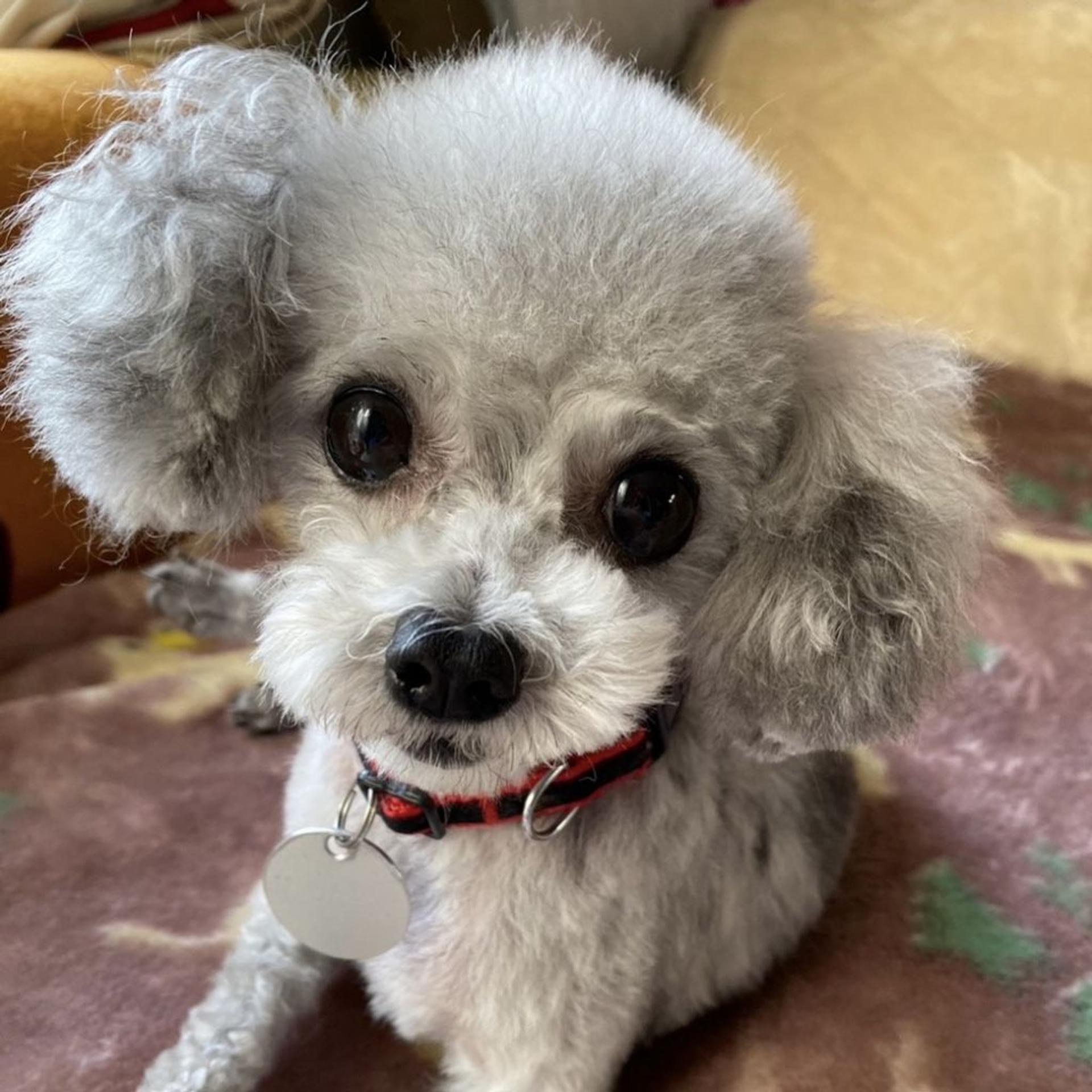 pet-image-3