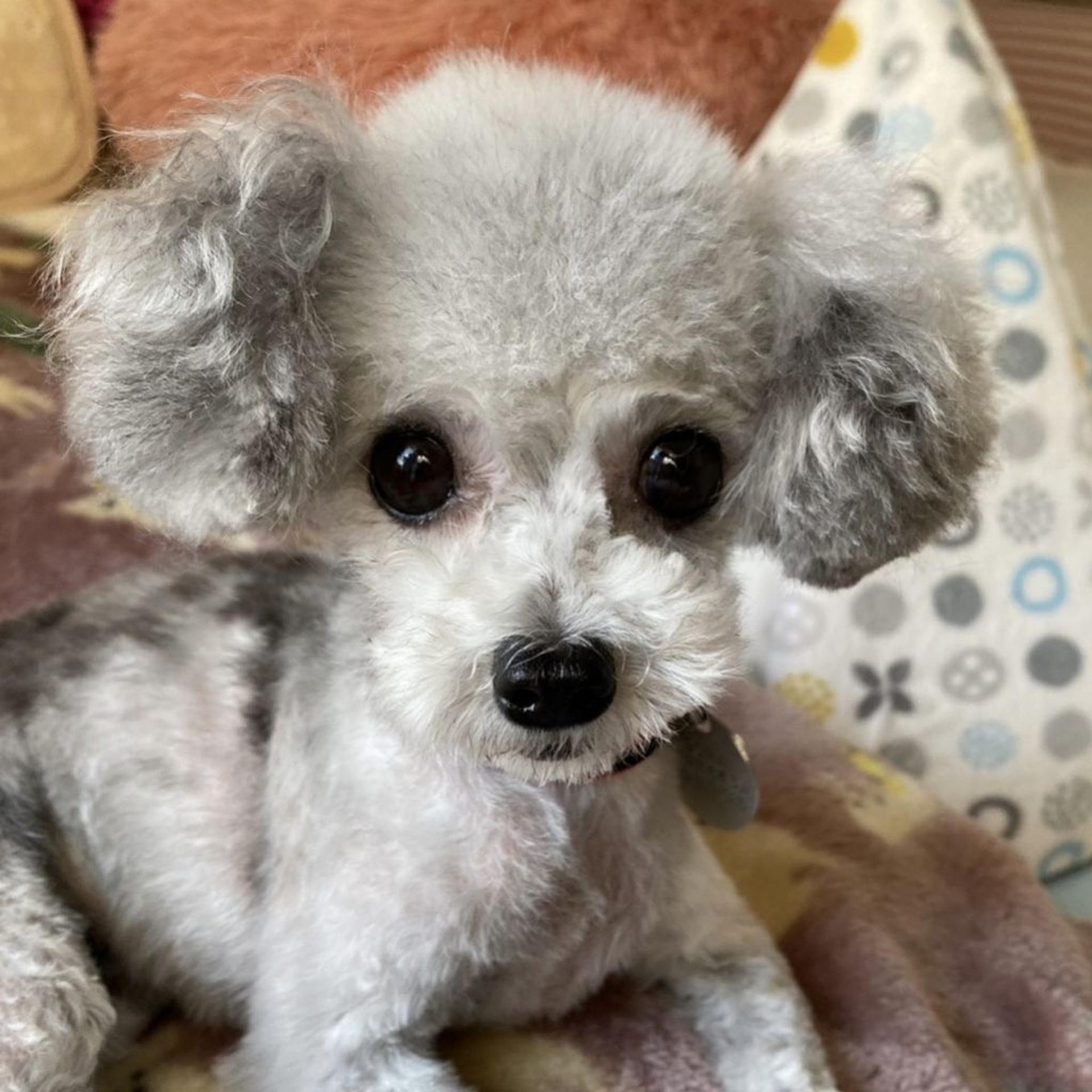 pet-image-7